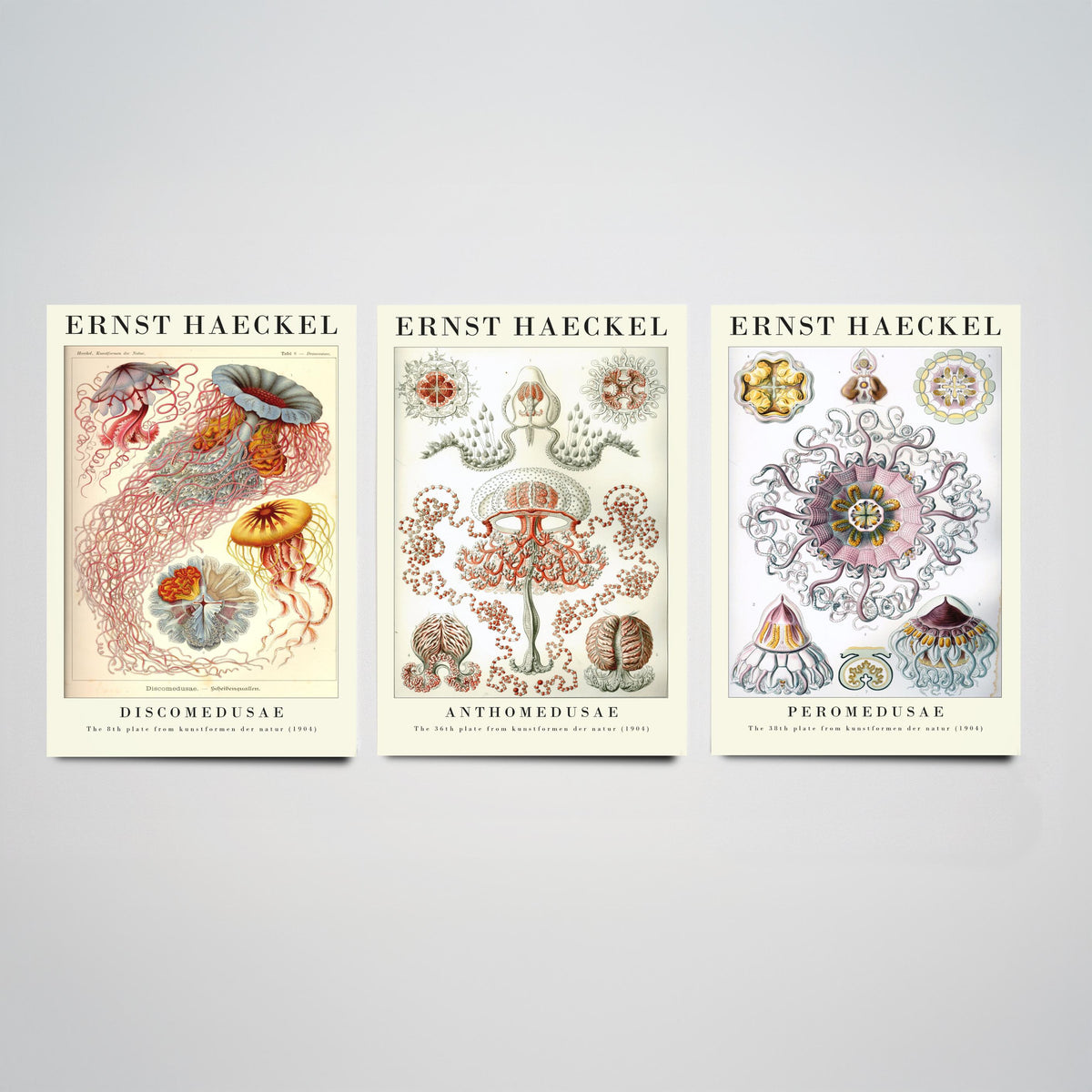 Ernst Haeckel Set of Three Gallery Art Prints - 3 Sea Nettle Flower and Crown Jellyfish Posters - Red Vintage Illustration