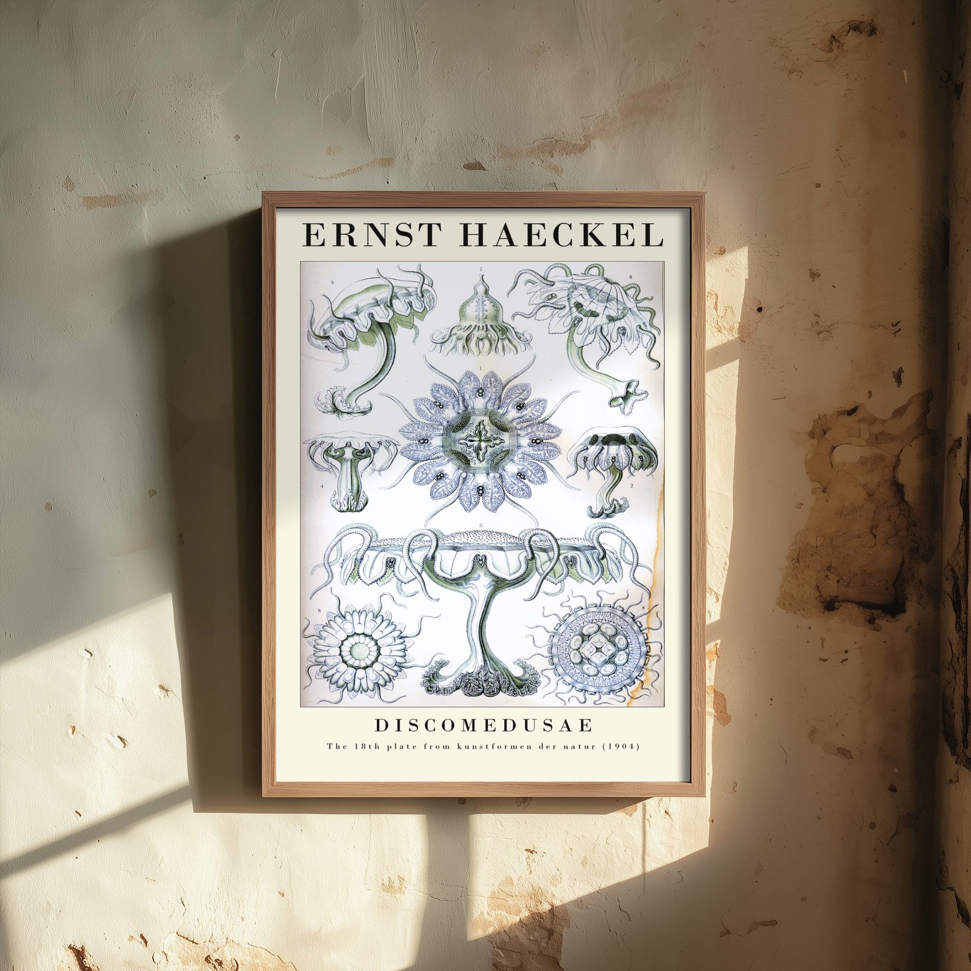Jellyfish Art Print - Ernst Haeckel Poster - Discomedusae Plate 18 - Art Forms in Nature Vintage Illustration