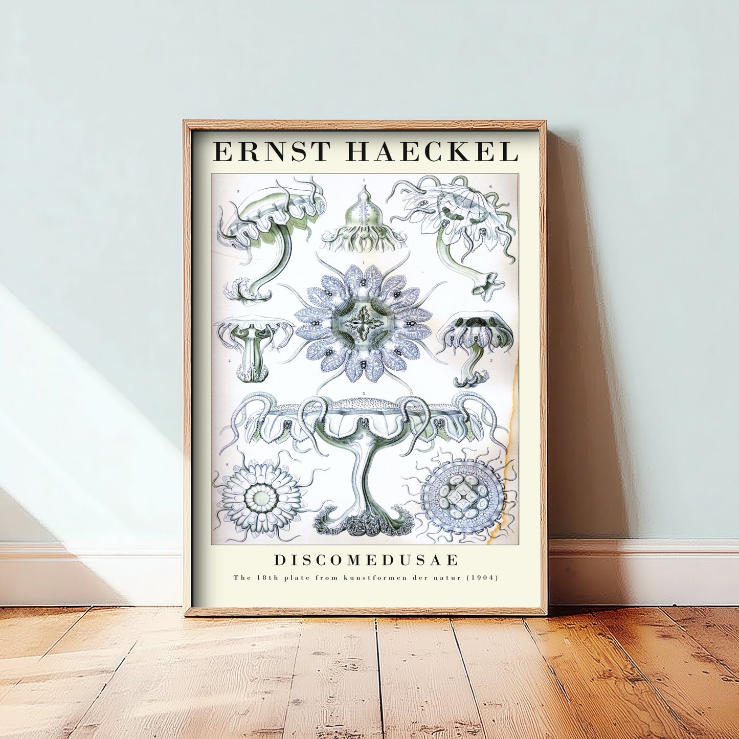 Jellyfish Art Print - Ernst Haeckel Poster - Discomedusae Plate 18 - Art Forms in Nature Vintage Illustration