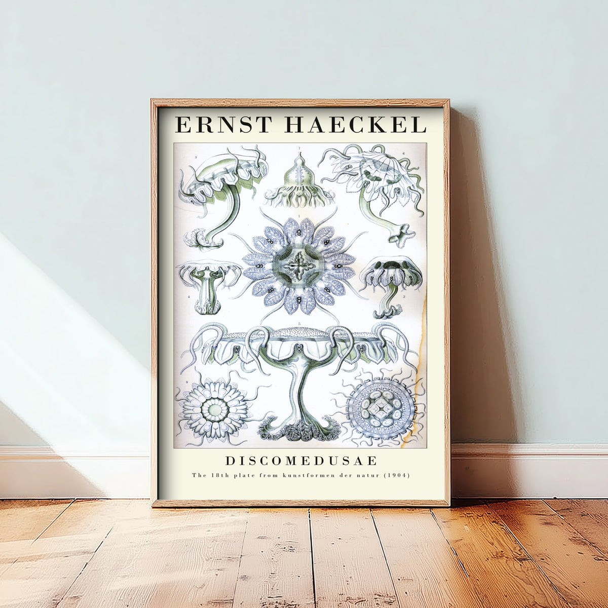 Jellyfish Art Print - Ernst Haeckel Poster - Discomedusae Plate 18 - Art Forms in Nature Vintage Illustration