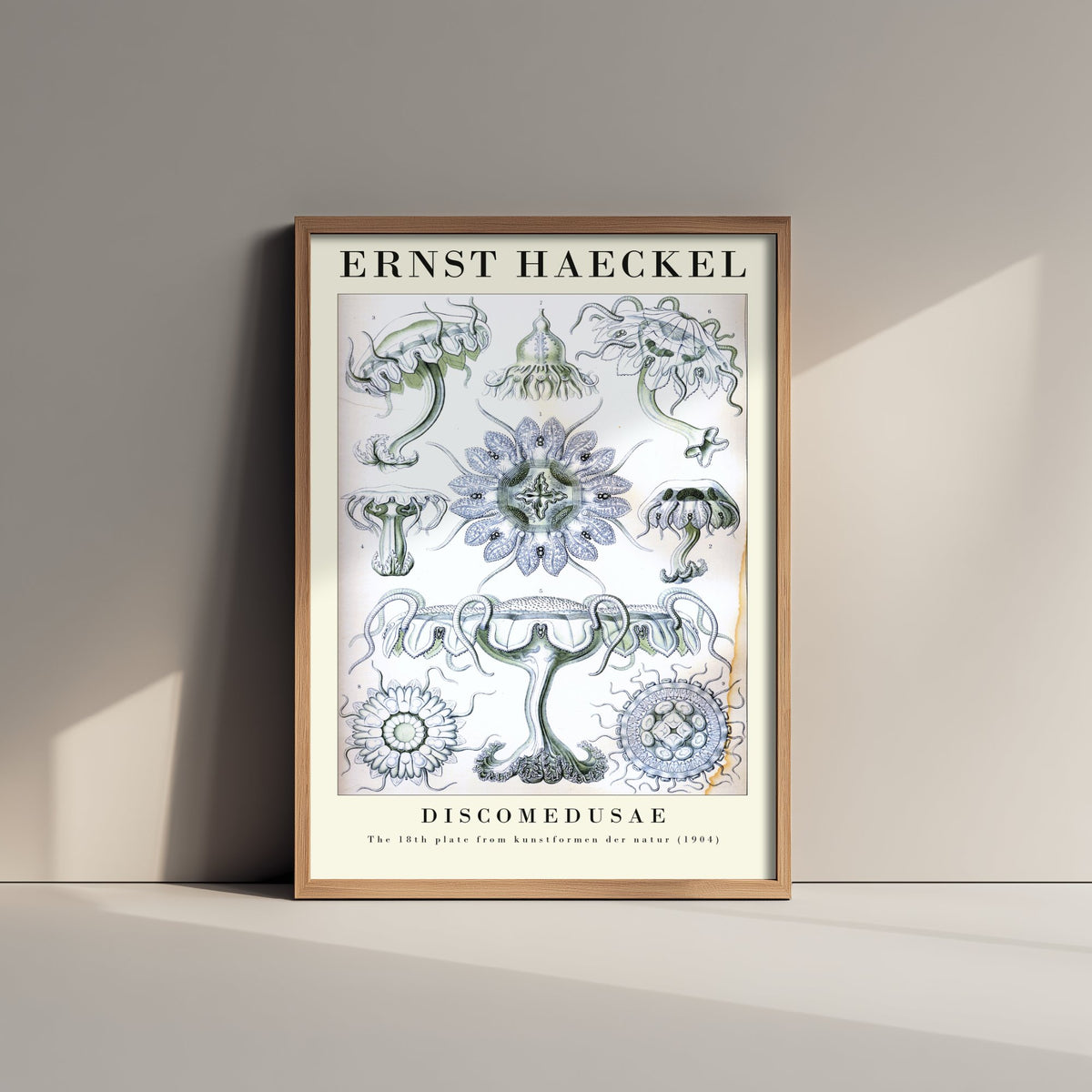 Jellyfish Art Print - Ernst Haeckel Poster - Discomedusae Plate 18 - Art Forms in Nature Vintage Illustration
