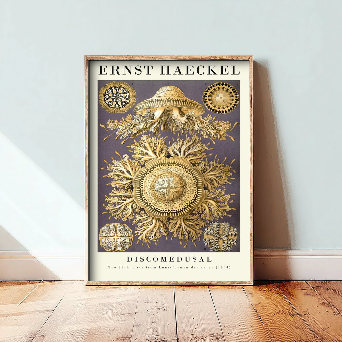 Jellyfish Poster - Ernst Haeckel Art Print - Golden Discomedusae Plate 28 - Art Forms in Nature Illustration
