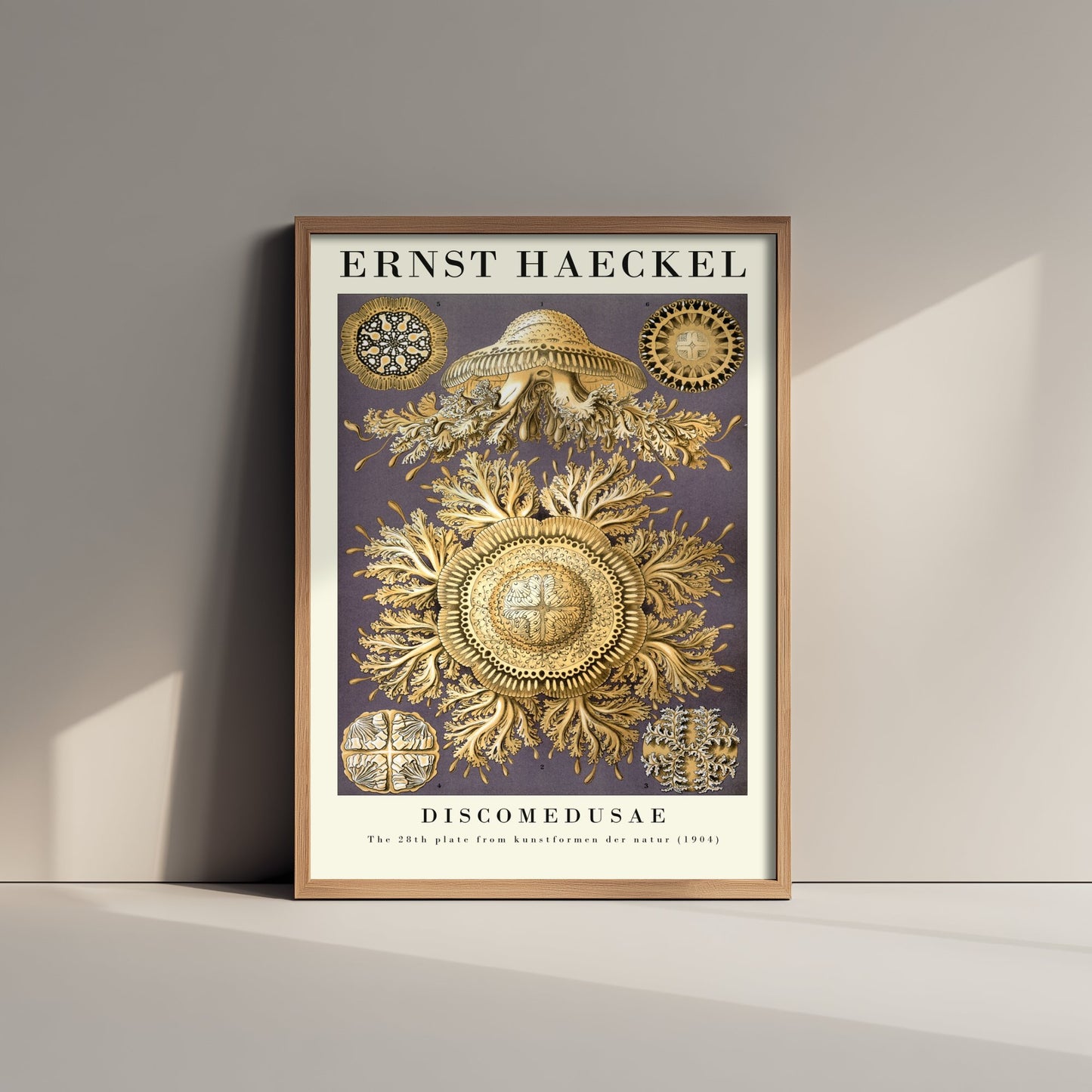 Jellyfish Poster - Ernst Haeckel Art Print - Golden Discomedusae Plate 28 - Art Forms in Nature Illustration