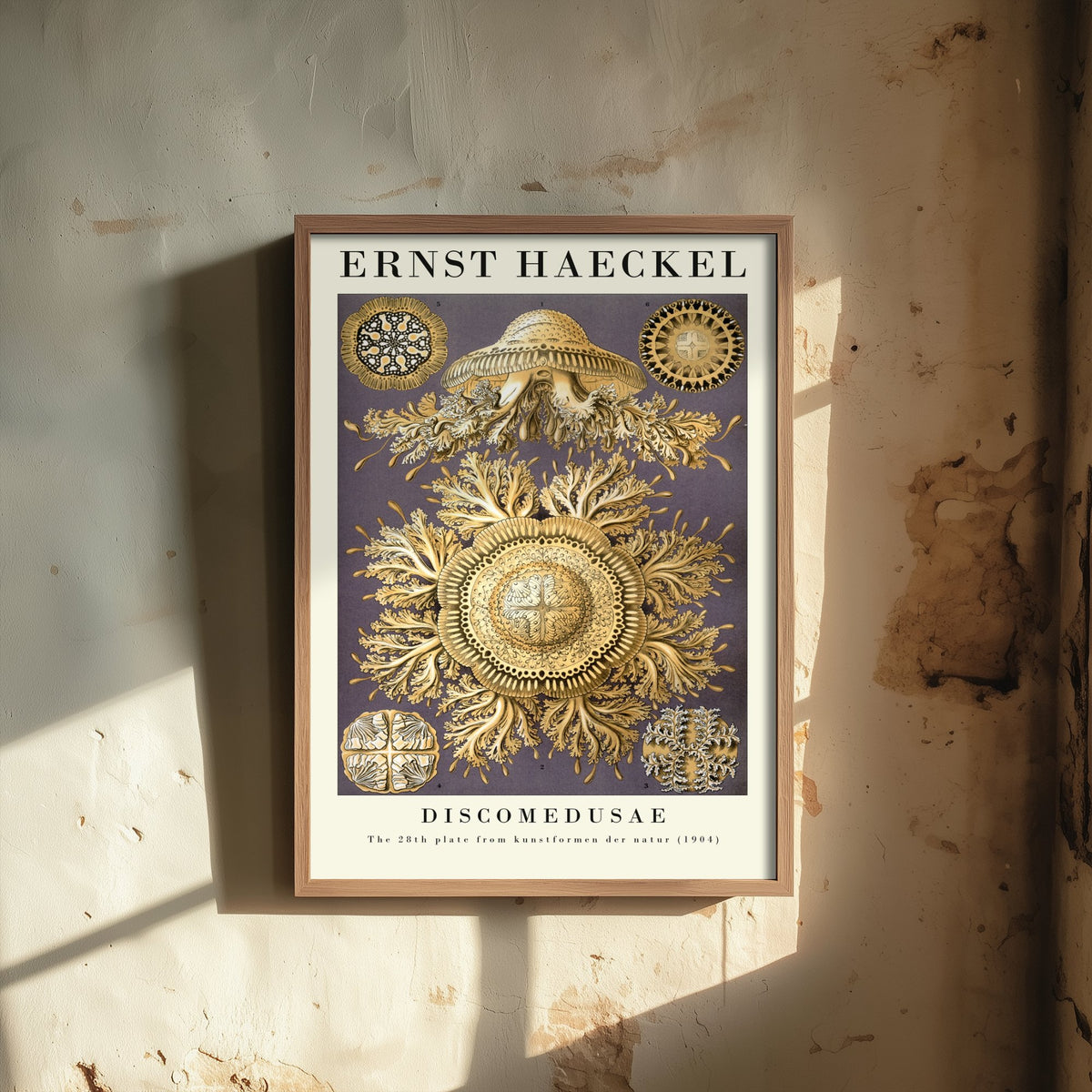 Jellyfish Poster - Ernst Haeckel Art Print - Golden Discomedusae Plate 28 - Art Forms in Nature Illustration