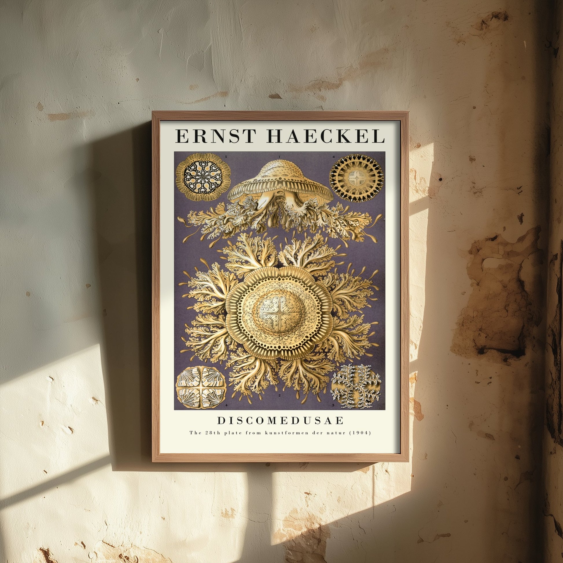 Jellyfish Poster - Ernst Haeckel Art Print - Golden Discomedusae Plate 28 - Art Forms in Nature Illustration