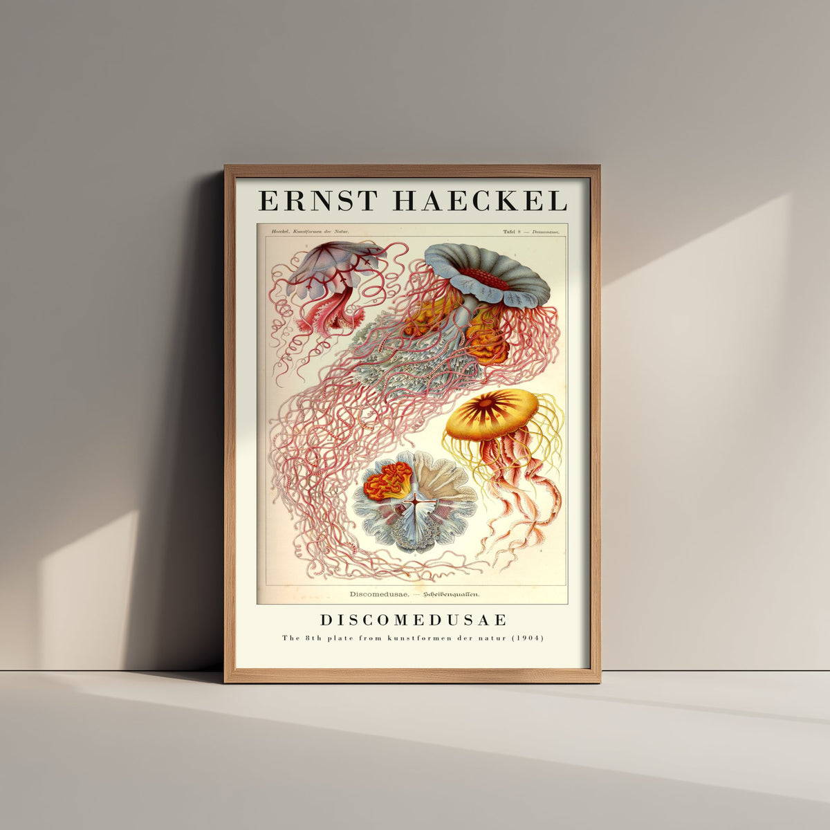 Jellyfish Art Print - Ernst Haeckel Poster - Discomedusae Plate 8 - Blue & Orange Art Forms in Nature Illustration