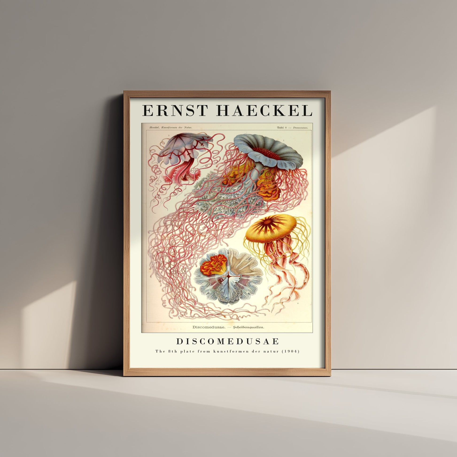 Jellyfish Art Print - Ernst Haeckel Poster - Discomedusae Plate 8 - Blue & Orange Art Forms in Nature Illustration