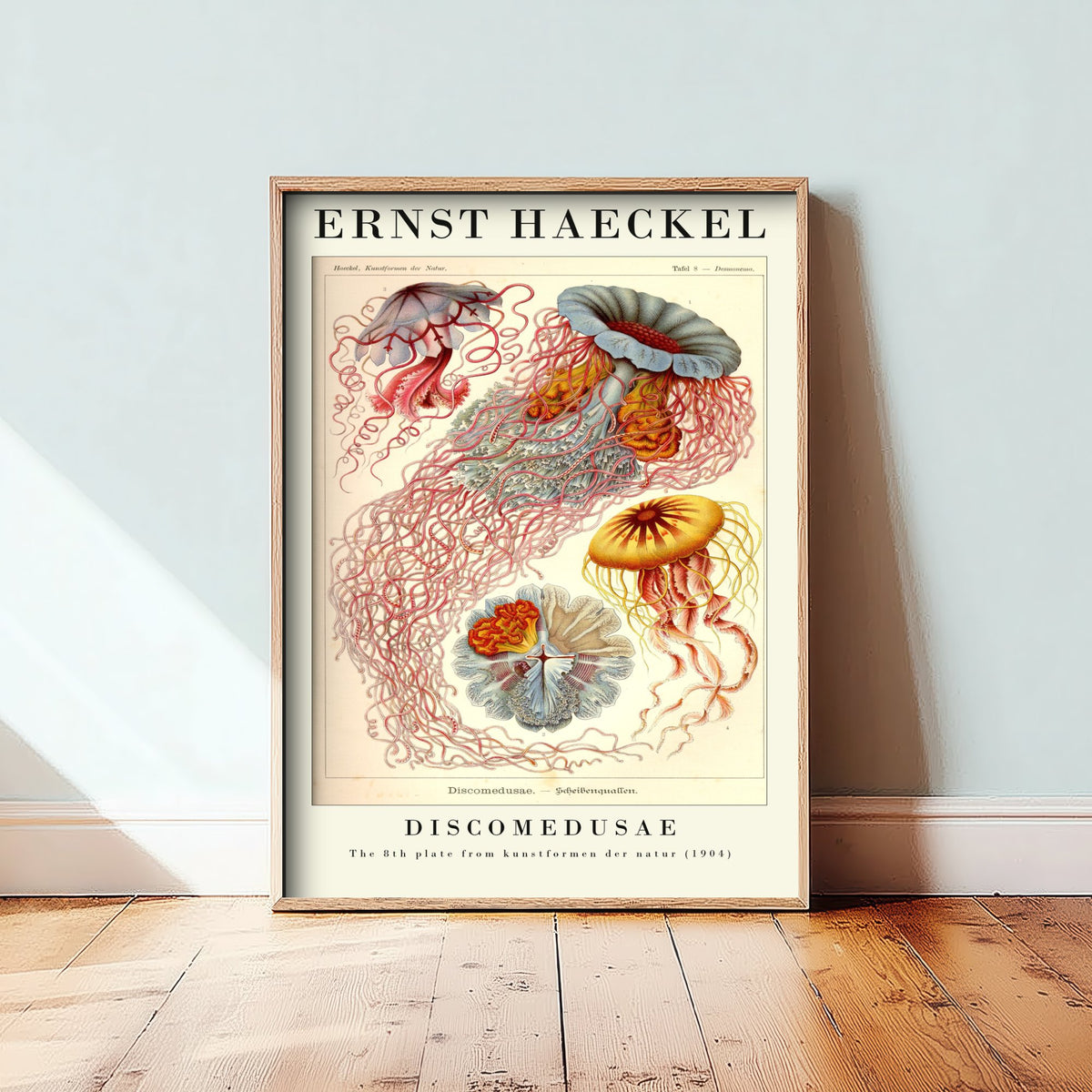Jellyfish Art Print - Ernst Haeckel Poster - Discomedusae Plate 8 - Blue & Orange Art Forms in Nature Illustration