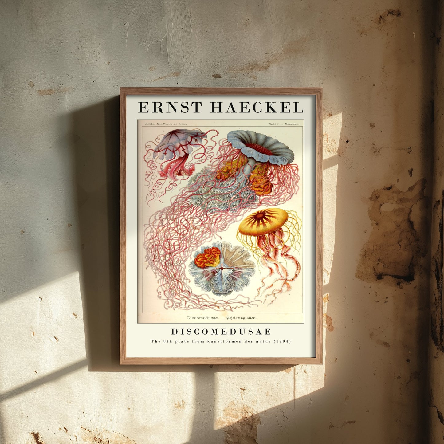 Jellyfish Art Print - Ernst Haeckel Poster - Discomedusae Plate 8 - Blue & Orange Art Forms in Nature Illustration