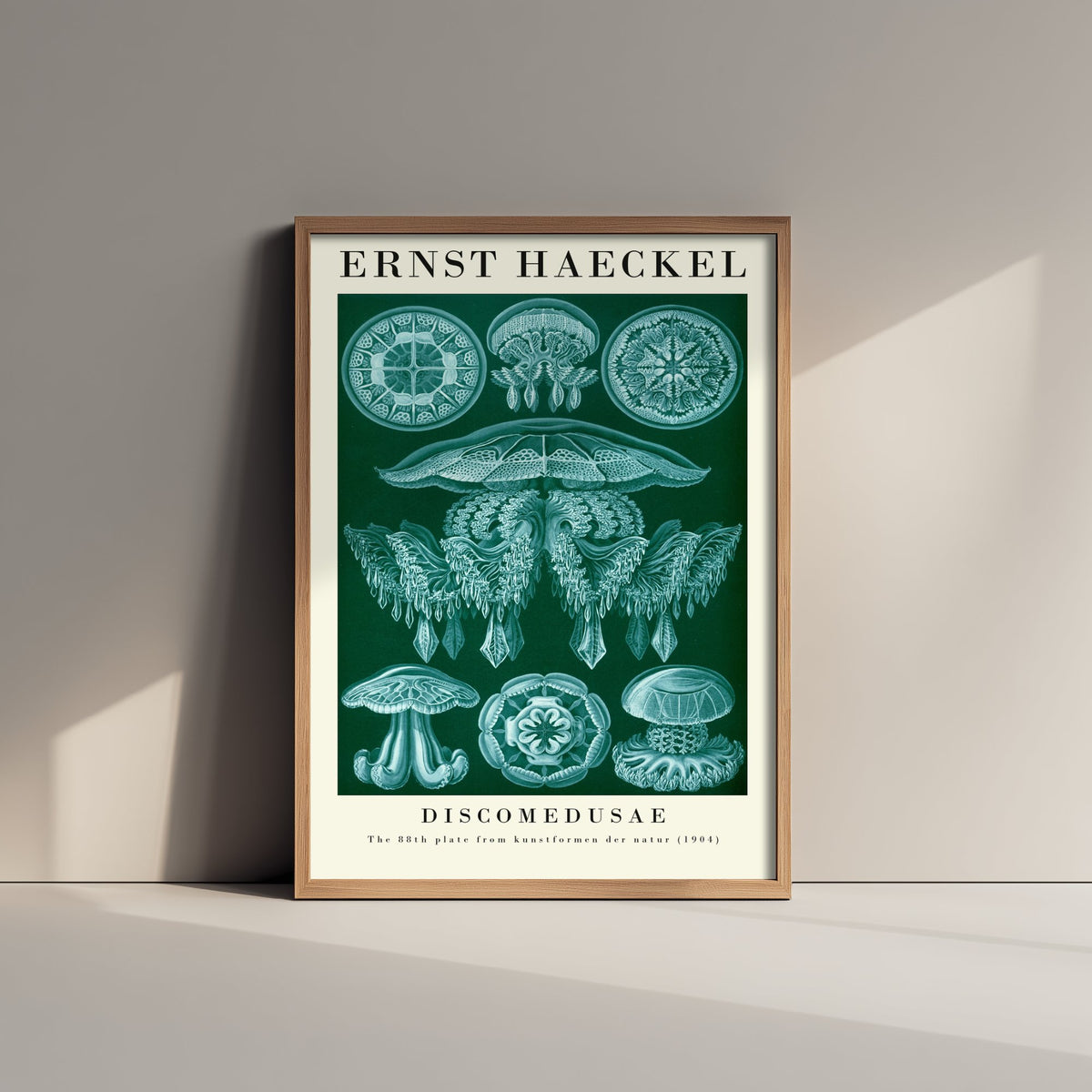 Jellyfish Art Print - Ernst Haeckel Poster - Discomedusae Plate 88 - Art Forms in Nature Vintage Illustration