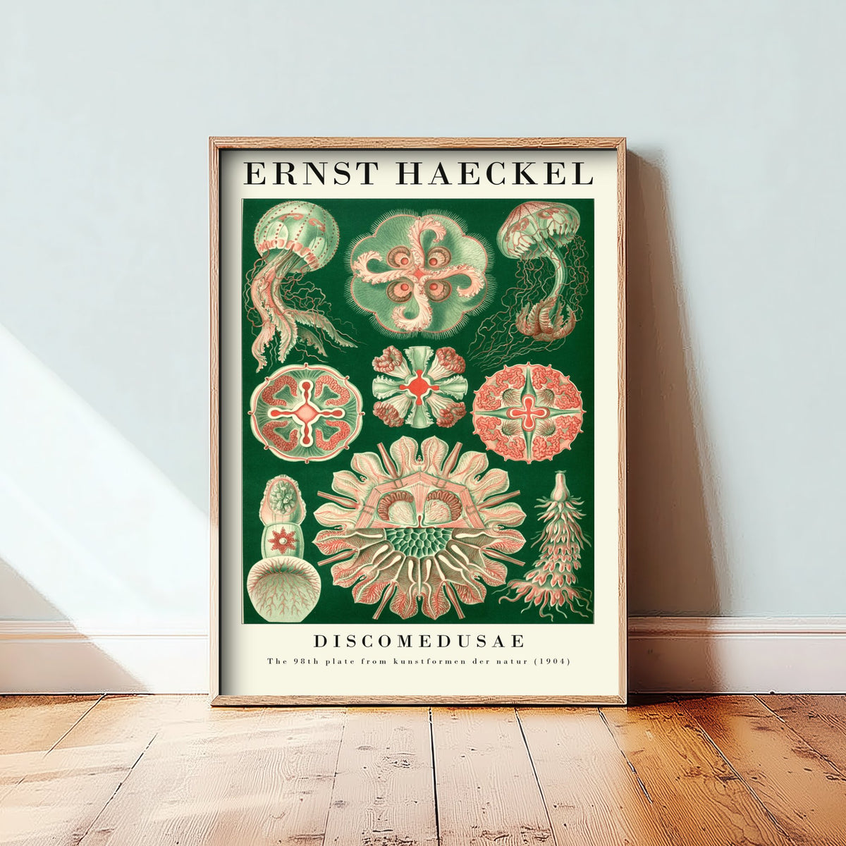 Pink Jellyfish Art Print - Ernst Haeckel Poster - Discomedusae Plate 98 - Art Forms in Nature Vintage Illustration