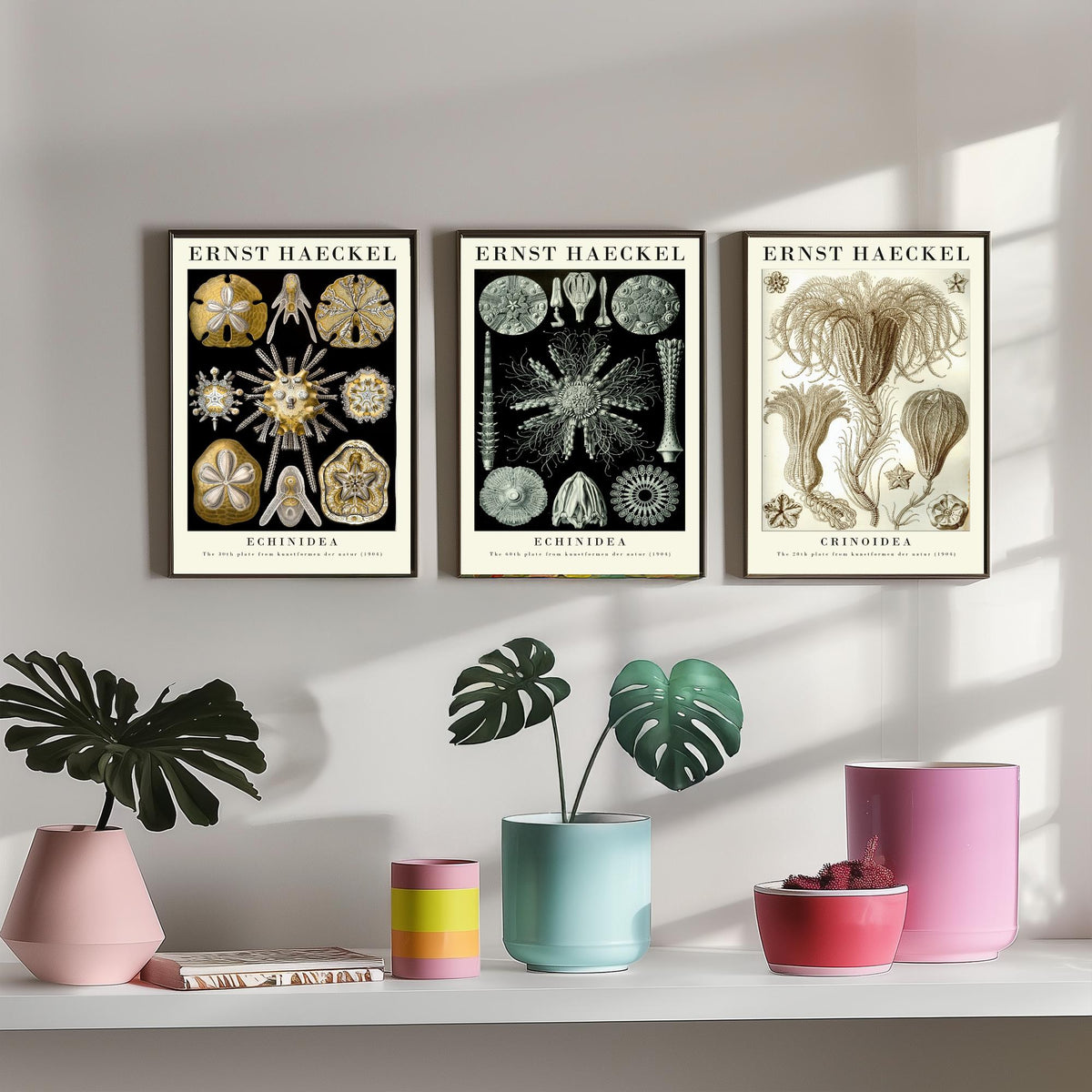 Ernst Haeckel Set of Three Gallery Art Prints - 3 Sand Dollar Sea Urchin and Sea Lily Posters - Gold Vintage Illustration