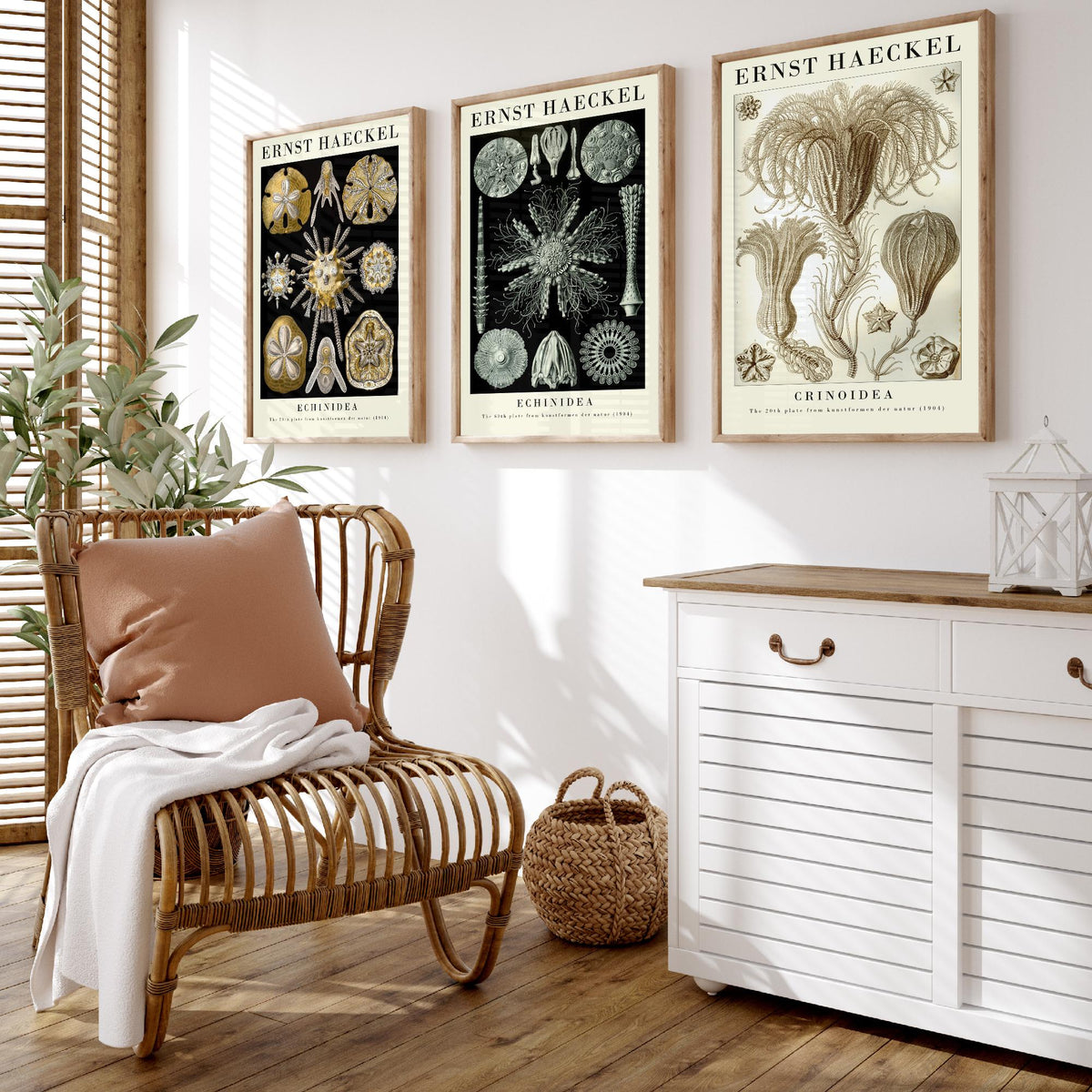 Ernst Haeckel Set of Three Gallery Art Prints - 3 Sand Dollar Sea Urchin and Sea Lily Posters - Gold Vintage Illustration