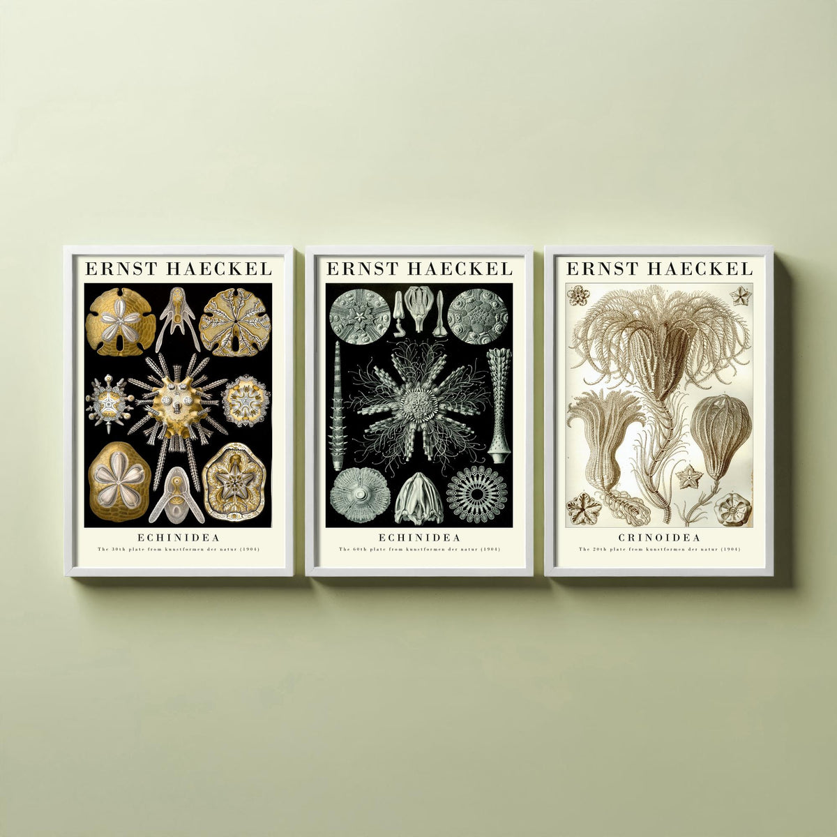 Ernst Haeckel Set of Three Gallery Art Prints - 3 Sand Dollar Sea Urchin and Sea Lily Posters - Gold Vintage Illustration