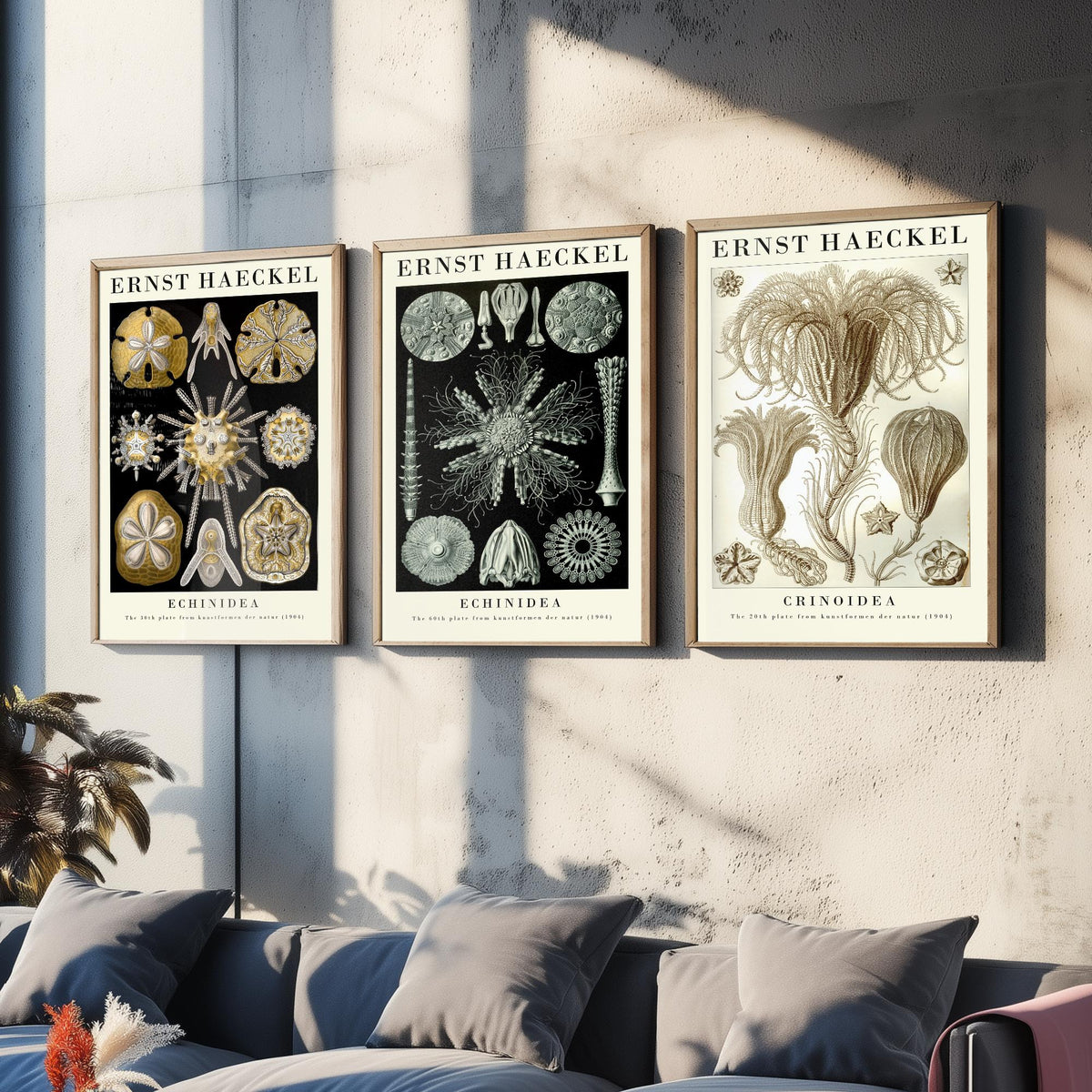 Ernst Haeckel Set of Three Gallery Art Prints - 3 Sand Dollar Sea Urchin and Sea Lily Posters - Gold Vintage Illustration