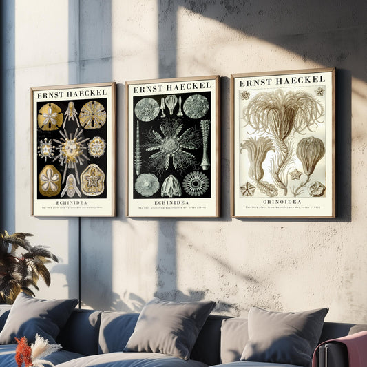 Ernst Haeckel Set of Three Gallery Art Prints - 3 Sand Dollar Sea Urchin and Sea Lily Posters - Gold Vintage Illustration