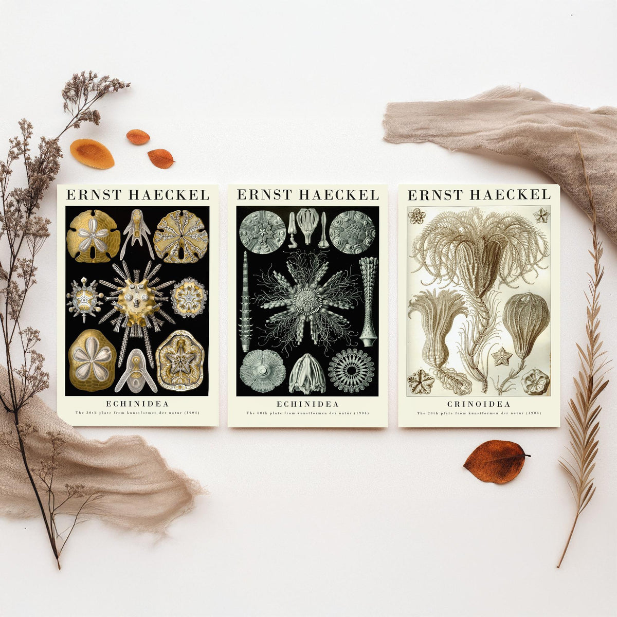 Ernst Haeckel Set of Three Gallery Art Prints - 3 Sand Dollar Sea Urchin and Sea Lily Posters - Gold Vintage Illustration