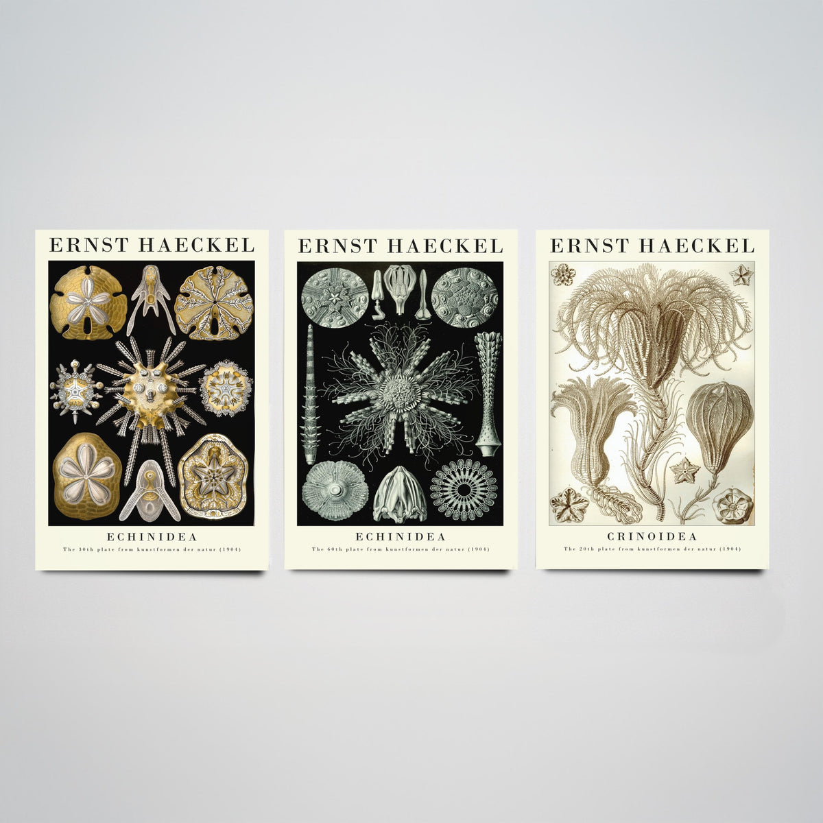 Ernst Haeckel Set of Three Gallery Art Prints - 3 Sand Dollar Sea Urchin and Sea Lily Posters - Gold Vintage Illustration