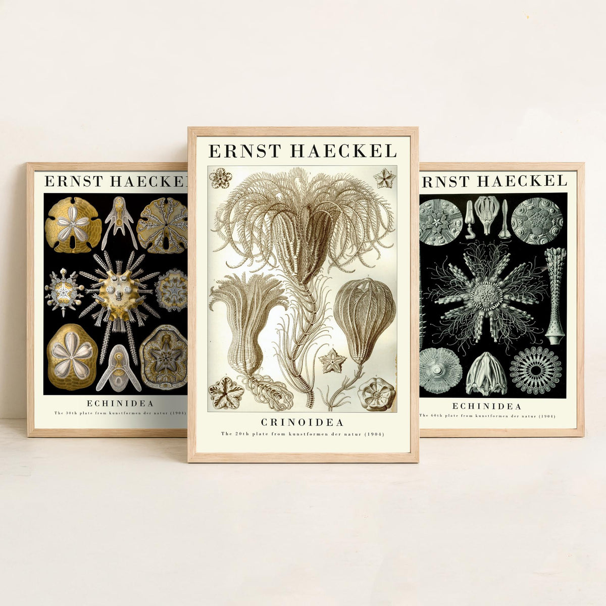 Ernst Haeckel Set of Three Gallery Art Prints - 3 Sand Dollar Sea Urchin and Sea Lily Posters - Gold Vintage Illustration