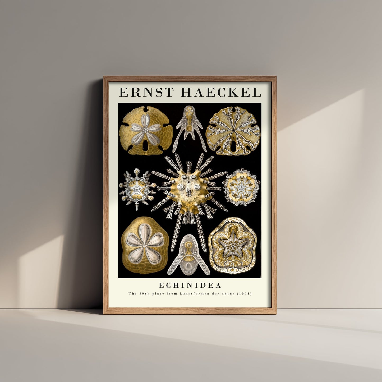 Sea Urchins Sand Dollar Art Print - Ernst Haeckel Poster - Echinidea Plate 30 - Art Forms in Nature Illustration