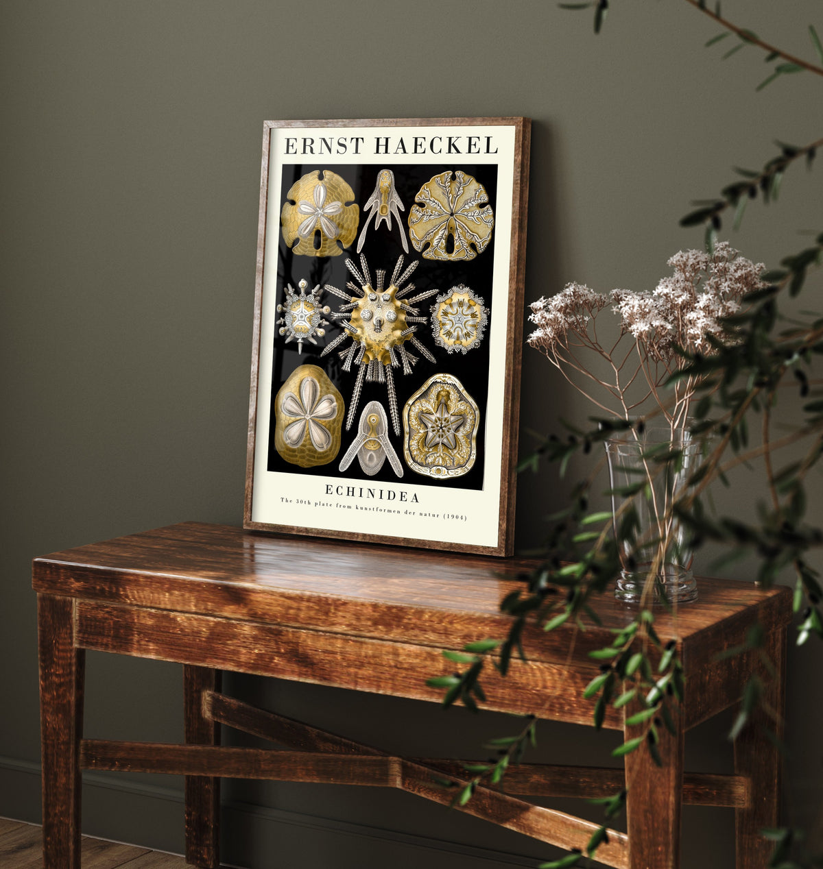 Sea Urchins Sand Dollar Art Print - Ernst Haeckel Poster - Echinidea Plate 30 - Art Forms in Nature Illustration