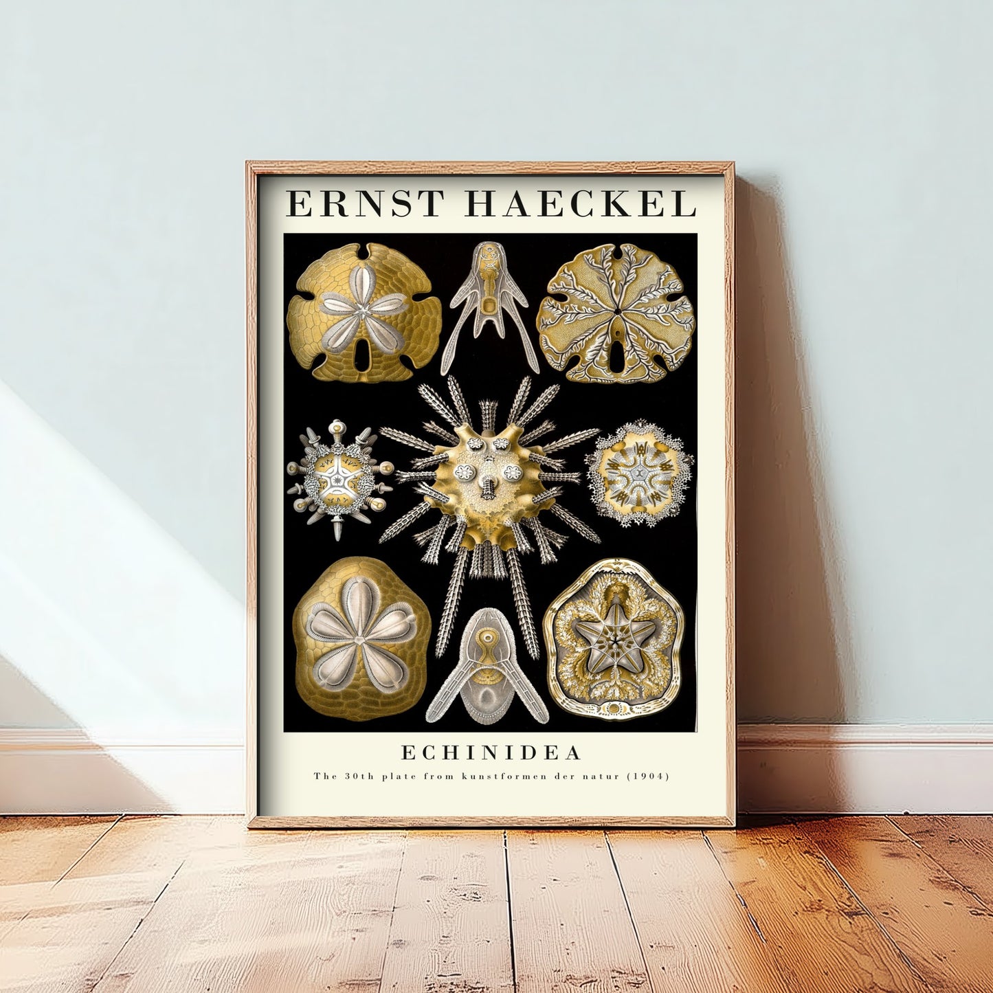 Sea Urchins Sand Dollar Art Print - Ernst Haeckel Poster - Echinidea Plate 30 - Art Forms in Nature Illustration