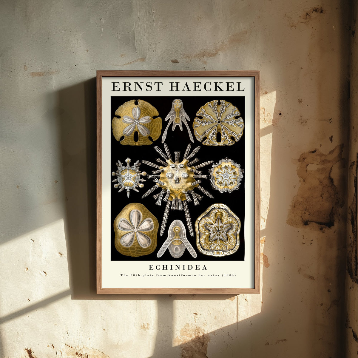 Sea Urchins Sand Dollar Art Print - Ernst Haeckel Poster - Echinidea Plate 30 - Art Forms in Nature Illustration