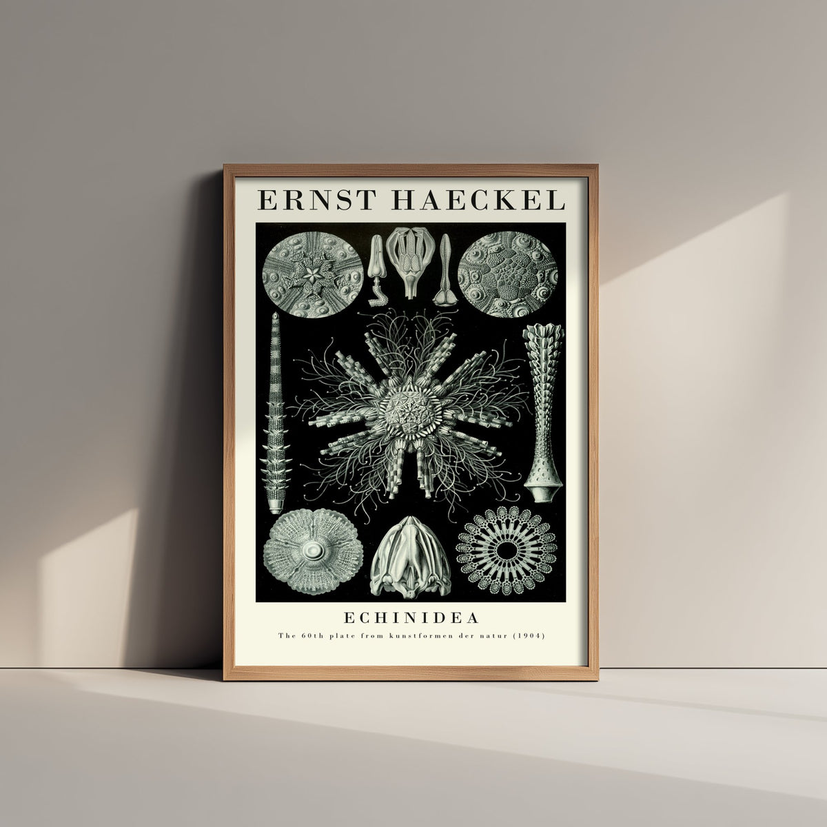 Sea Urchins Art Print - Ernst Haeckel Poster - Echinidea Plate 60 - Art Forms in Nature Vintage Illustration