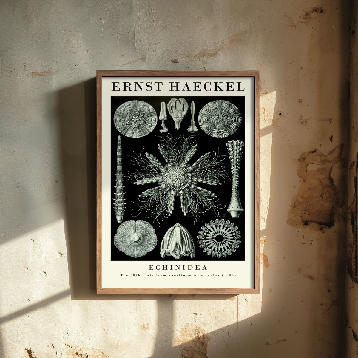 Sea Urchins Art Print - Ernst Haeckel Poster - Echinidea Plate 60 - Art Forms in Nature Vintage Illustration