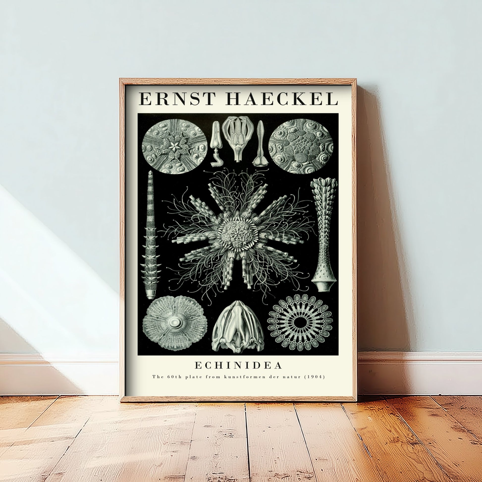 Sea Urchins Art Print - Ernst Haeckel Poster - Echinidea Plate 60 - Art Forms in Nature Vintage Illustration
