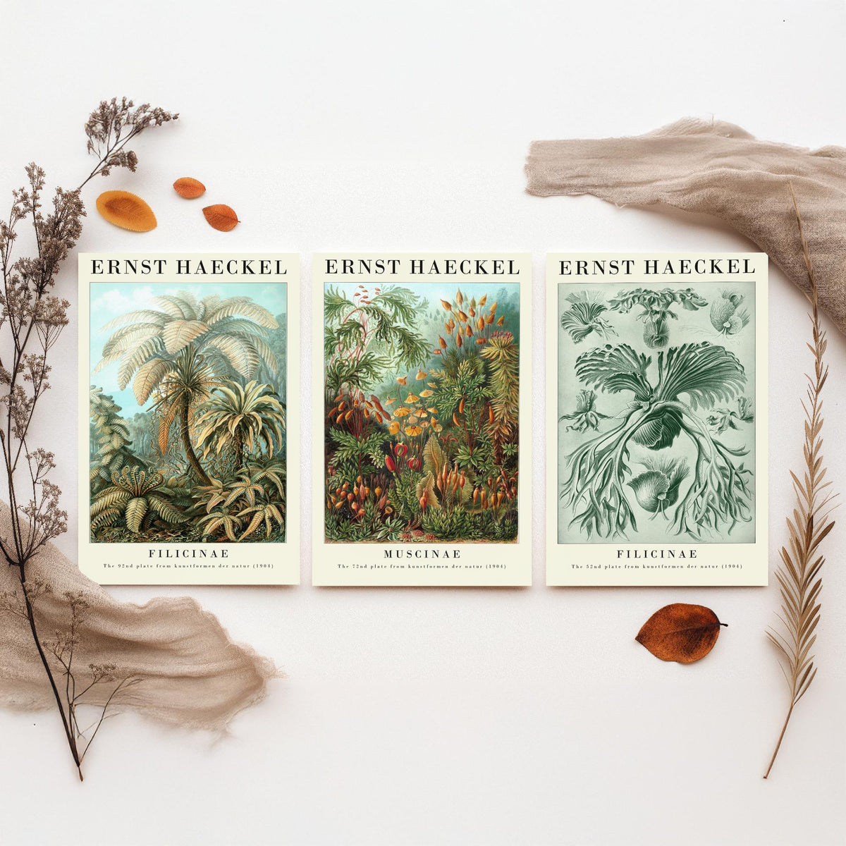 Ernst Haeckel Set of Three Gallery Art Prints - 3 Tree Fern Moss and Staghorn Fern Posters - Green Botanical Illustration