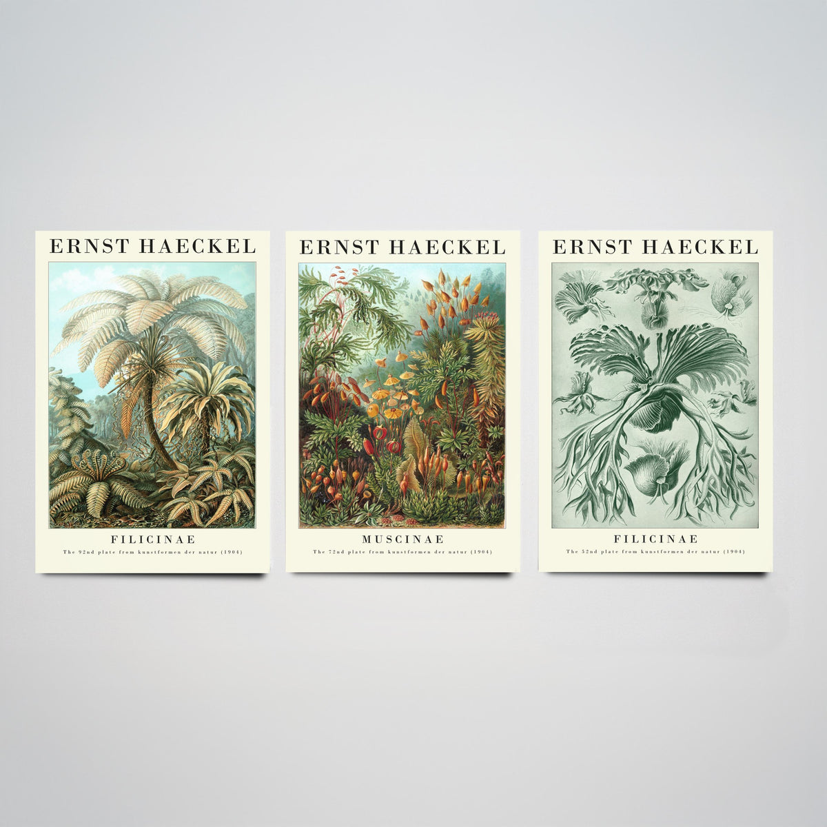 Ernst Haeckel Set of Three Gallery Art Prints - 3 Tree Fern Moss and Staghorn Fern Posters - Green Botanical Illustration