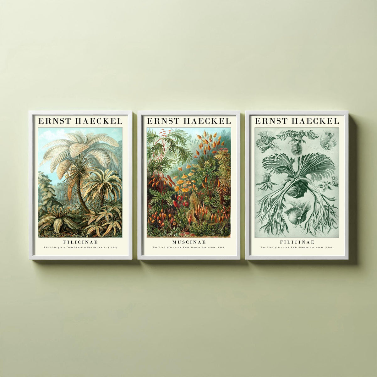 Ernst Haeckel Set of Three Gallery Art Prints - 3 Tree Fern Moss and Staghorn Fern Posters - Green Botanical Illustration