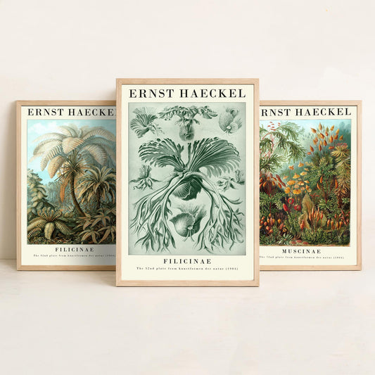 Ernst Haeckel Set of Three Gallery Art Prints - 3 Tree Fern Moss and Staghorn Fern Posters - Green Botanical Illustration