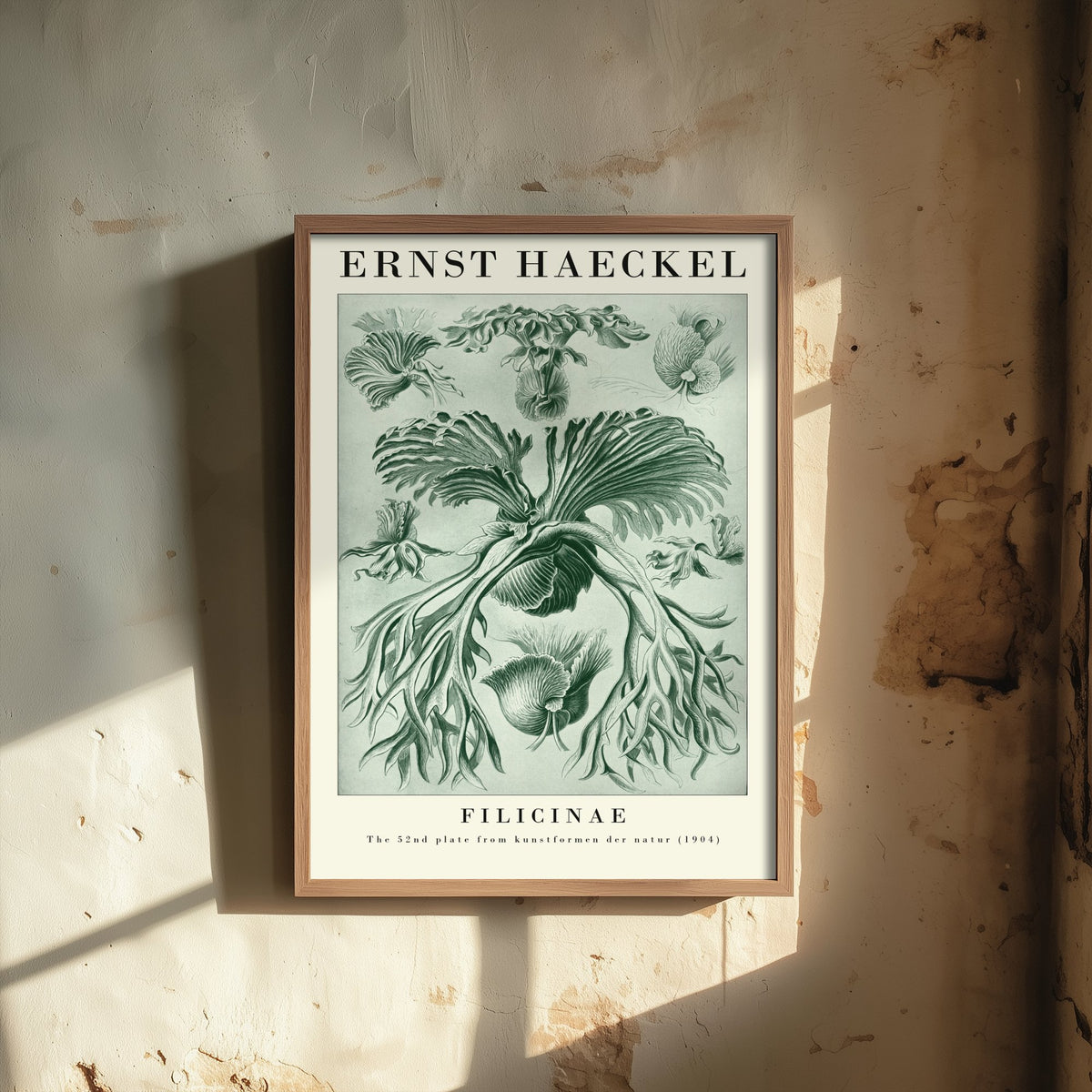 Ferns Art Print - Ernst Haeckel Poster - Filicinae Plate 52 - Art Forms in Nature Vintage Illustration