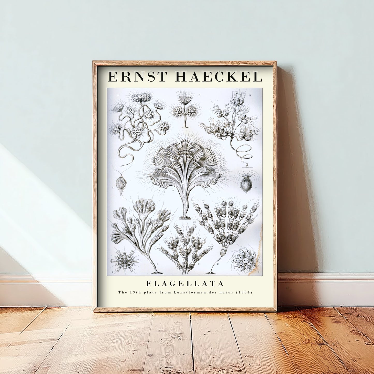 Flagellates Art Print - Ernst Haeckel Poster - Flagellata Plate 13 - Art Forms in Nature Vintage Illustration
