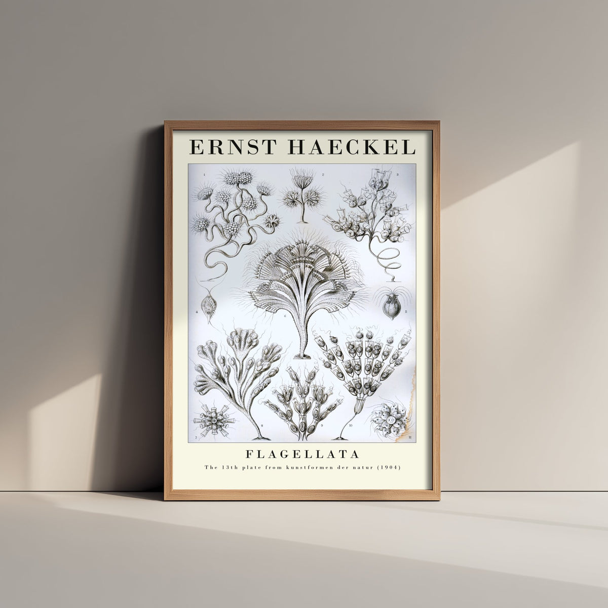 Flagellates Art Print - Ernst Haeckel Poster - Flagellata Plate 13 - Art Forms in Nature Vintage Illustration