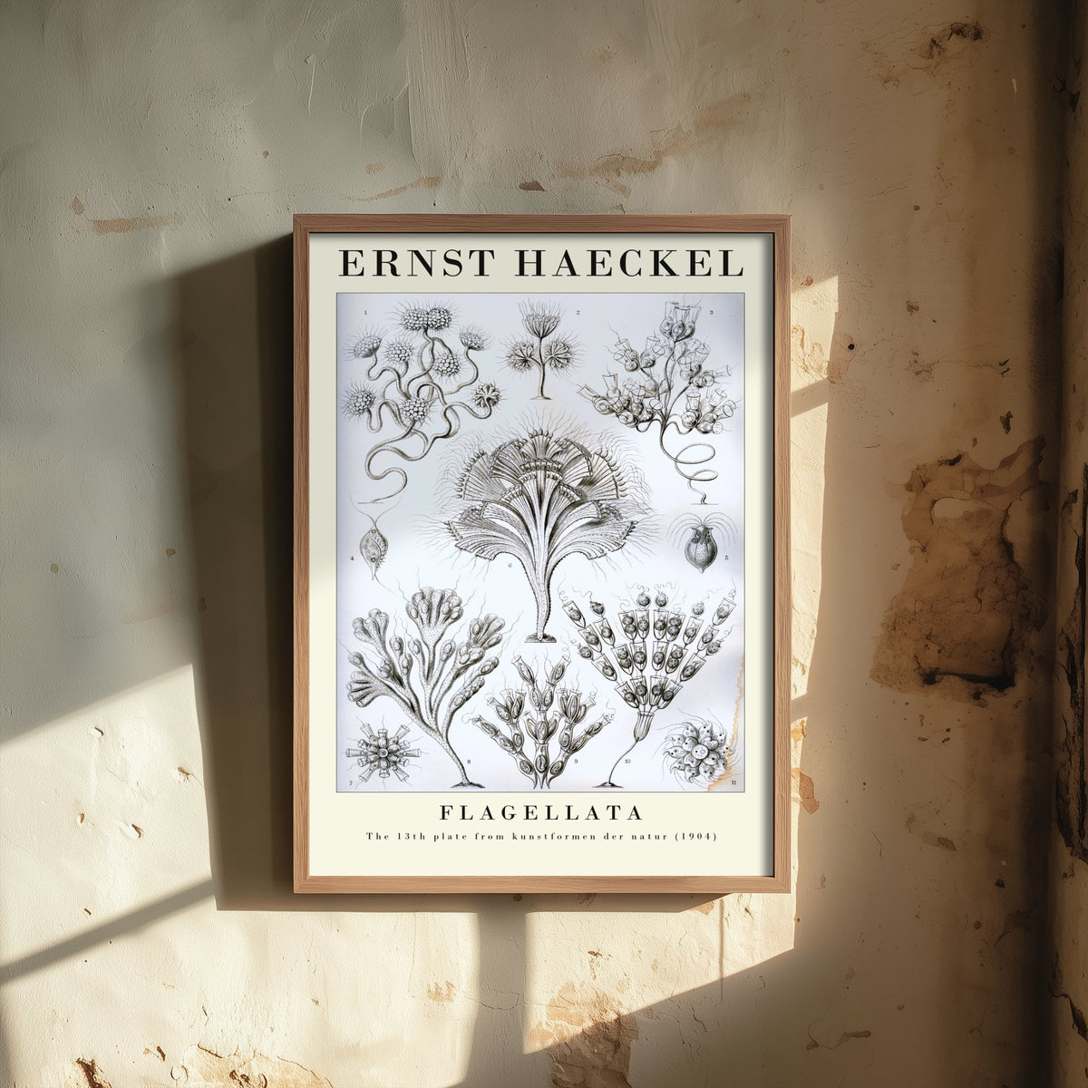 Flagellates Art Print - Ernst Haeckel Poster - Flagellata Plate 13 - Art Forms in Nature Vintage Illustration