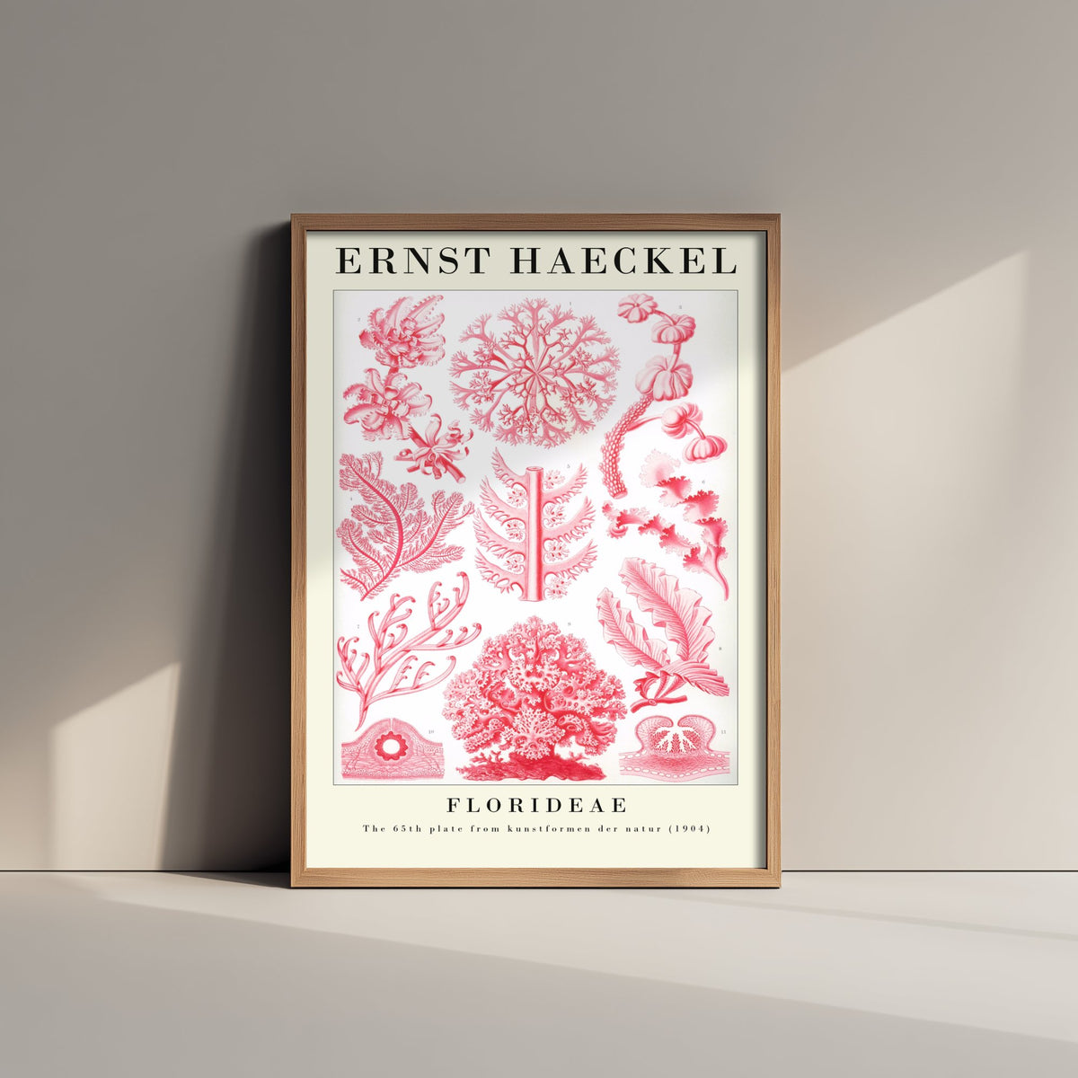 Red Seaweed Art Print - Ernst Haeckel Poster - Florideae Plate 65 - Art Forms in Nature Vintage Illustration