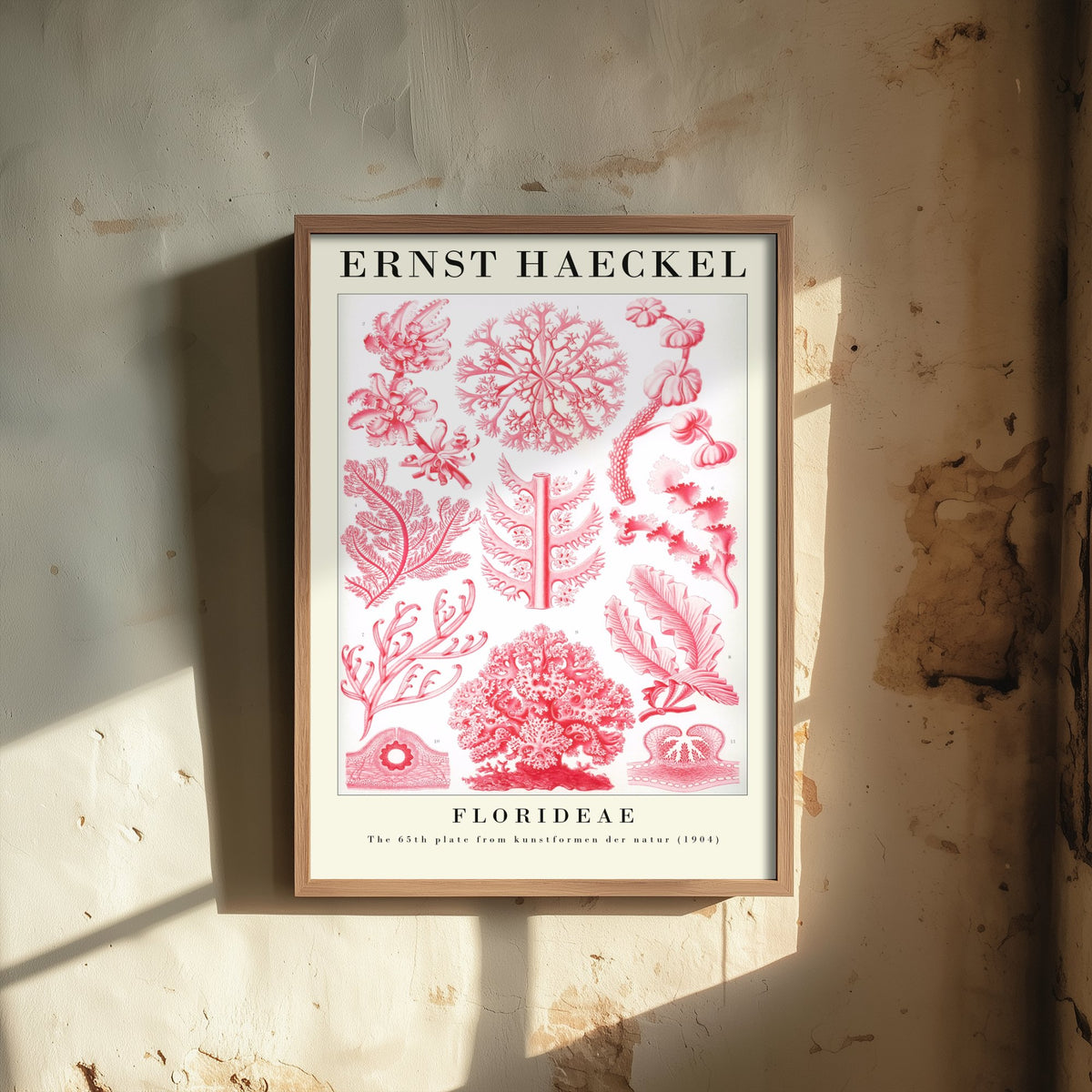 Red Seaweed Art Print - Ernst Haeckel Poster - Florideae Plate 65 - Art Forms in Nature Vintage Illustration