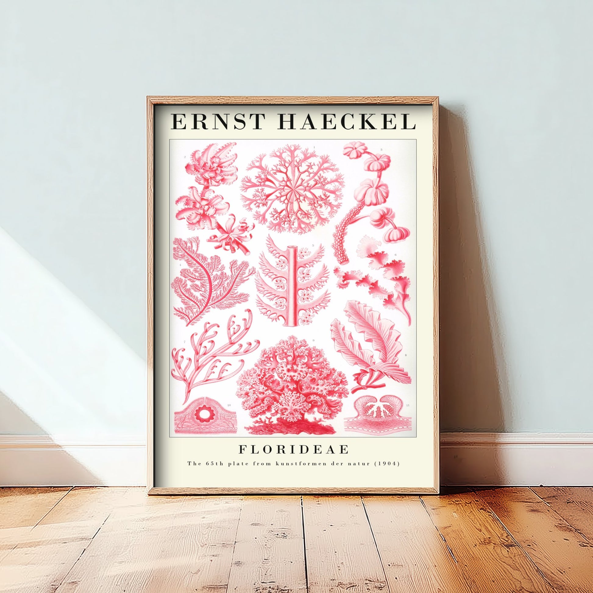 Red Seaweed Art Print - Ernst Haeckel Poster - Florideae Plate 65 - Art Forms in Nature Vintage Illustration