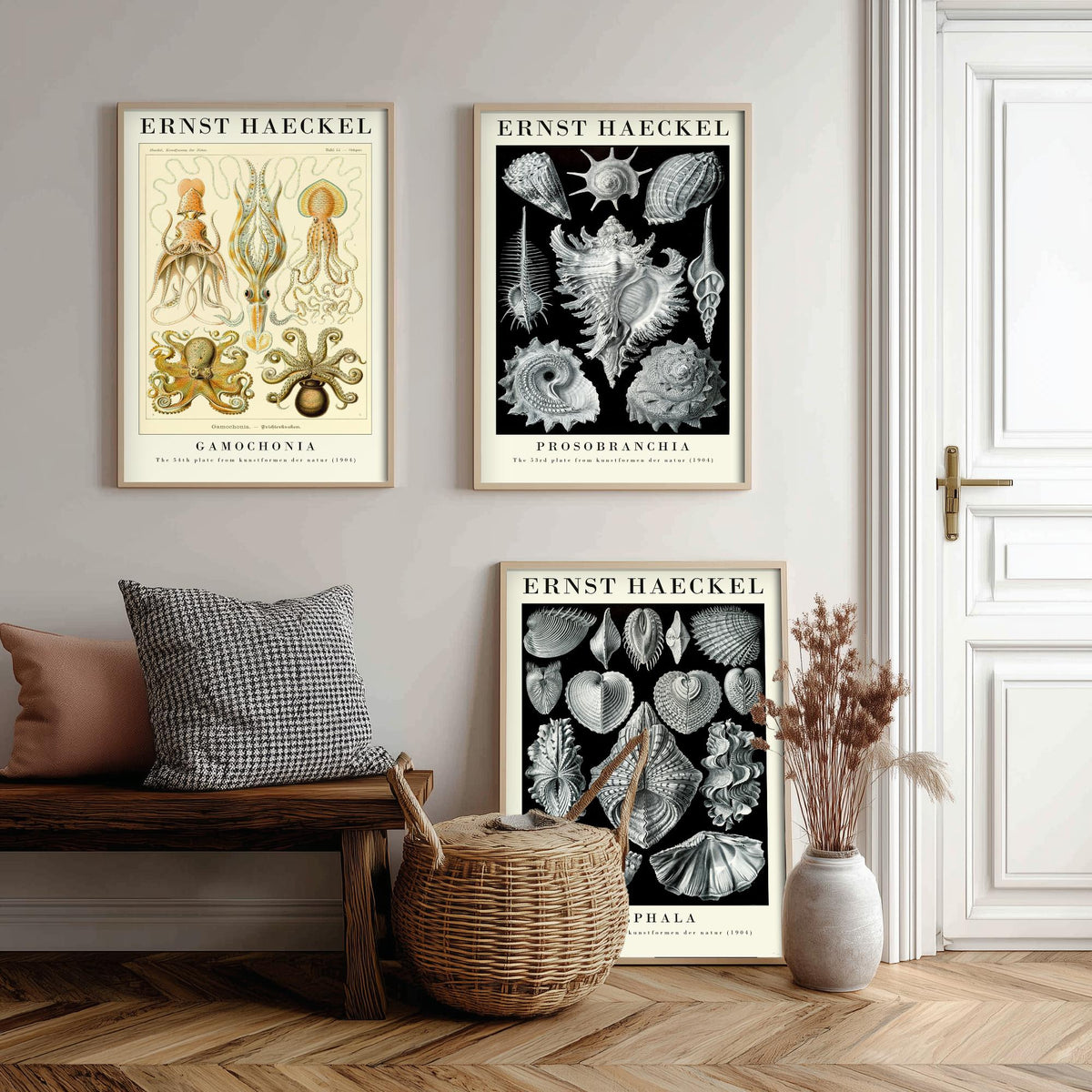 Ernst Haeckel Set of Three Gallery Art Prints - 3 Squid Sea Snail Clam Posters - Vintage Cephalopod Seashell Illustration