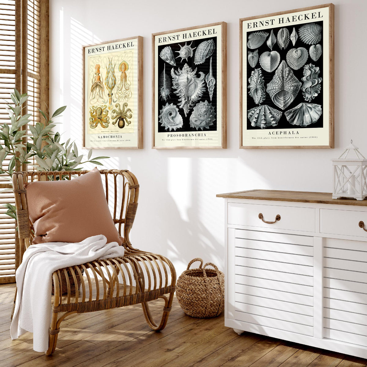 Ernst Haeckel Set of Three Gallery Art Prints - 3 Squid Sea Snail Clam Posters - Vintage Cephalopod Seashell Illustration