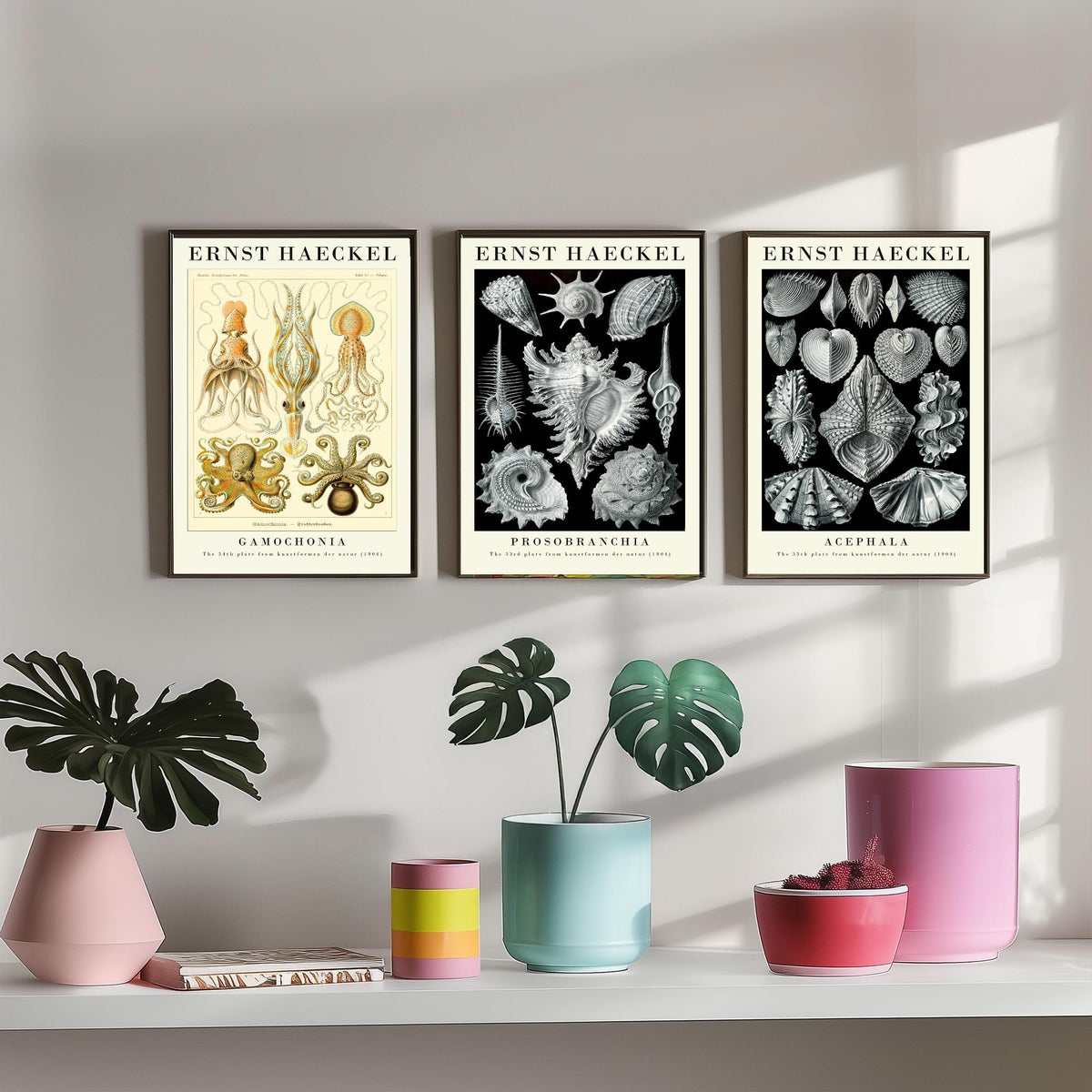 Ernst Haeckel Set of Three Gallery Art Prints - 3 Squid Sea Snail Clam Posters - Vintage Cephalopod Seashell Illustration