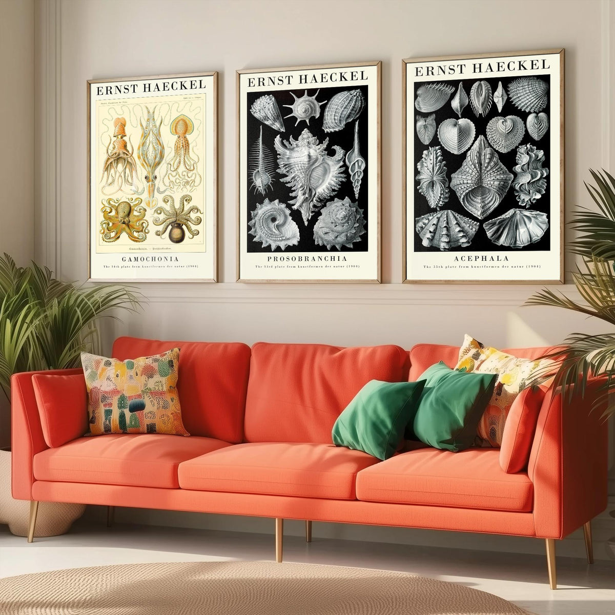 Ernst Haeckel Set of Three Gallery Art Prints - 3 Squid Sea Snail Clam Posters - Vintage Cephalopod Seashell Illustration