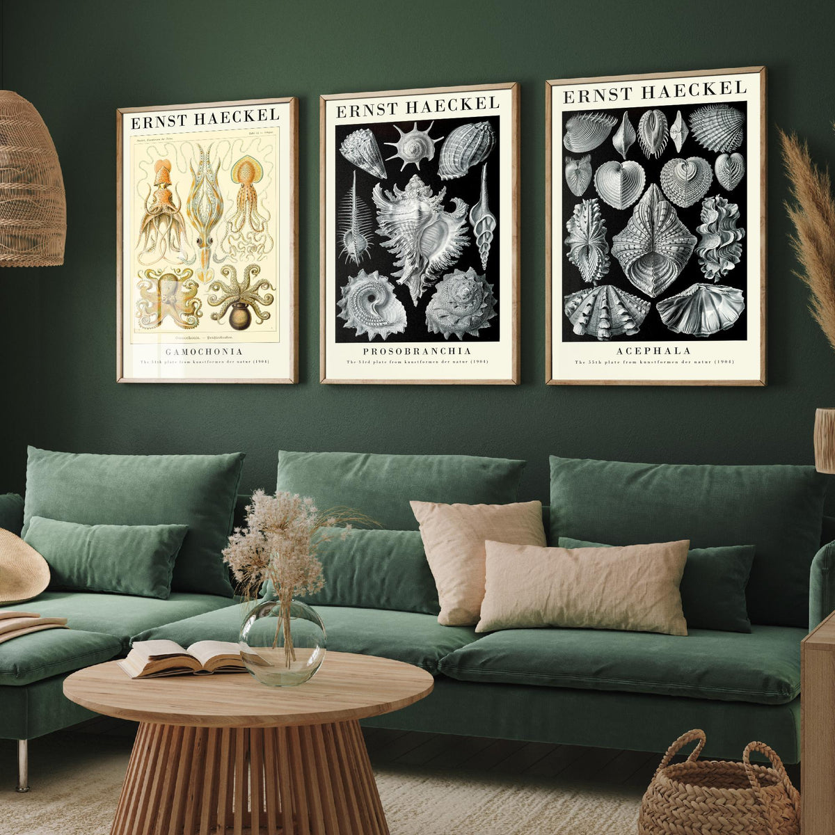 Ernst Haeckel Set of Three Gallery Art Prints - 3 Squid Sea Snail Clam Posters - Vintage Cephalopod Seashell Illustration