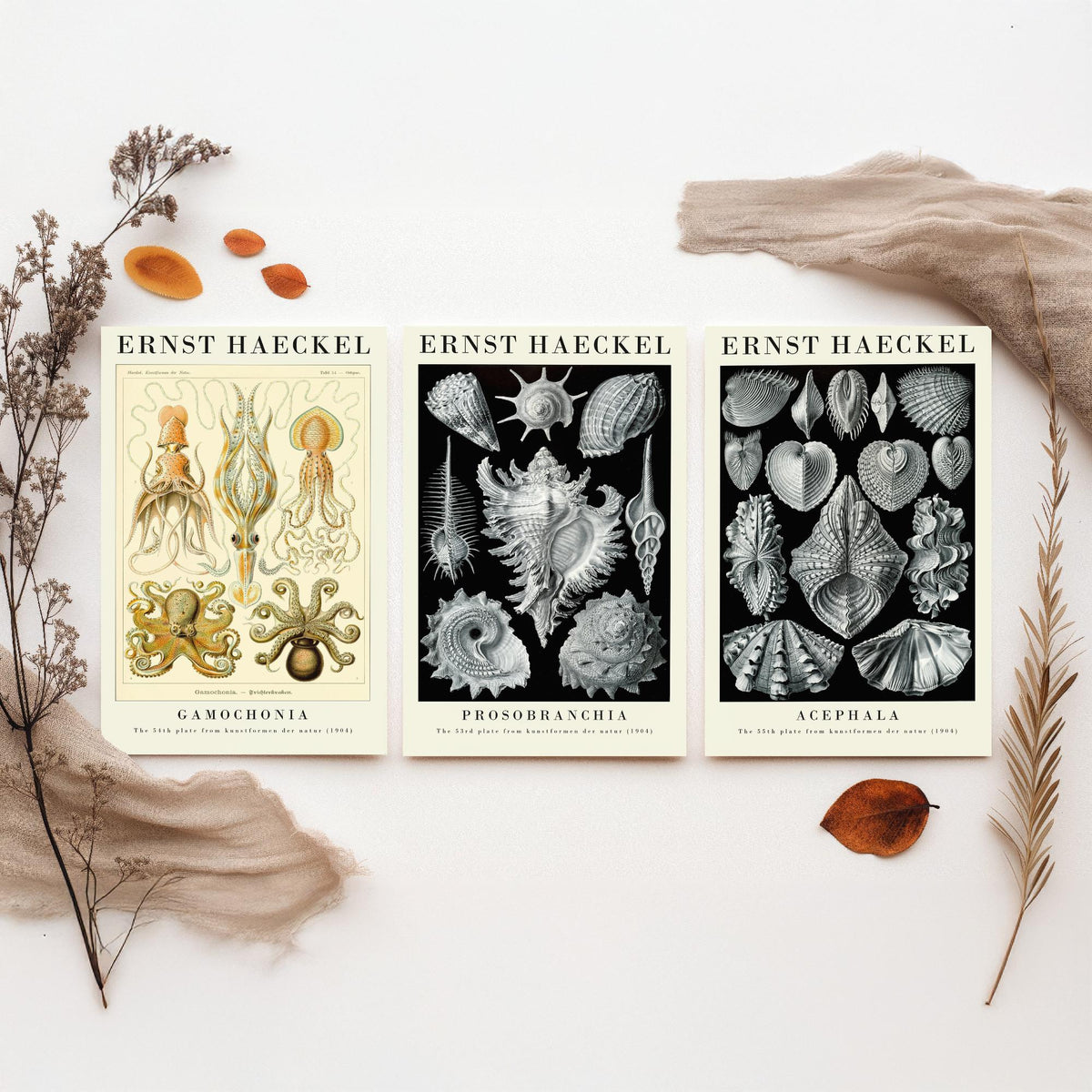 Ernst Haeckel Set of Three Gallery Art Prints - 3 Squid Sea Snail Clam Posters - Vintage Cephalopod Seashell Illustration