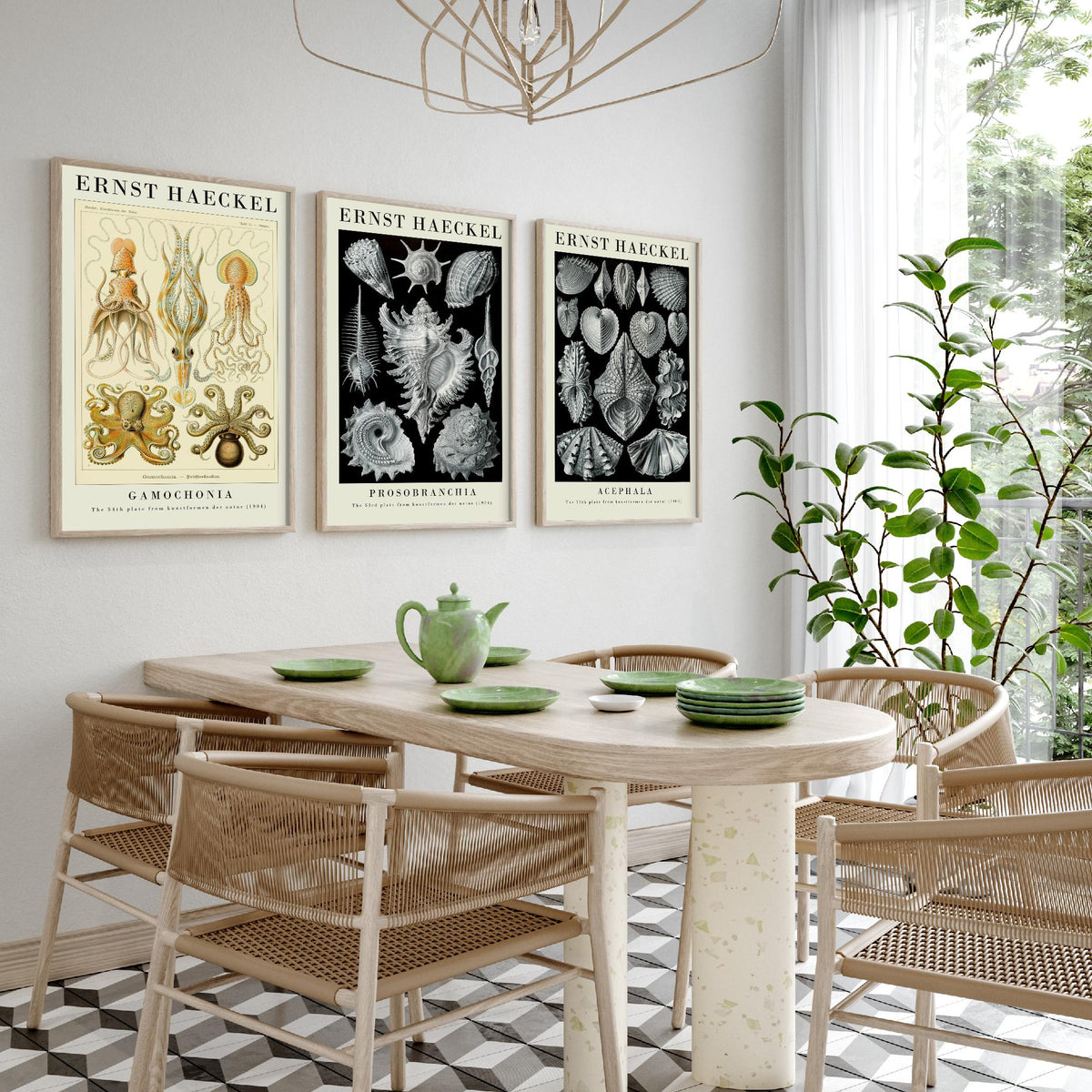 Ernst Haeckel Set of Three Gallery Art Prints - 3 Squid Sea Snail Clam Posters - Vintage Cephalopod Seashell Illustration