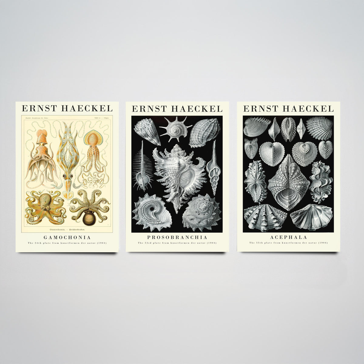 Ernst Haeckel Set of Three Gallery Art Prints - 3 Squid Sea Snail Clam Posters - Vintage Cephalopod Seashell Illustration