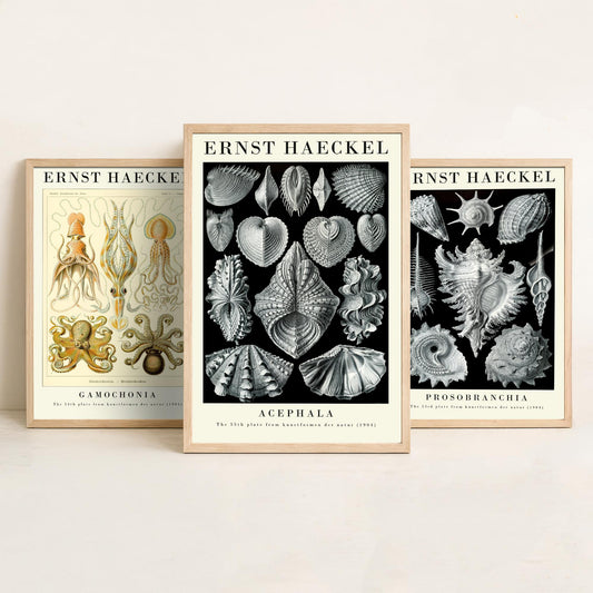 Ernst Haeckel Set of Three Gallery Art Prints - 3 Squid Sea Snail Clam Posters - Vintage Cephalopod Seashell Illustration
